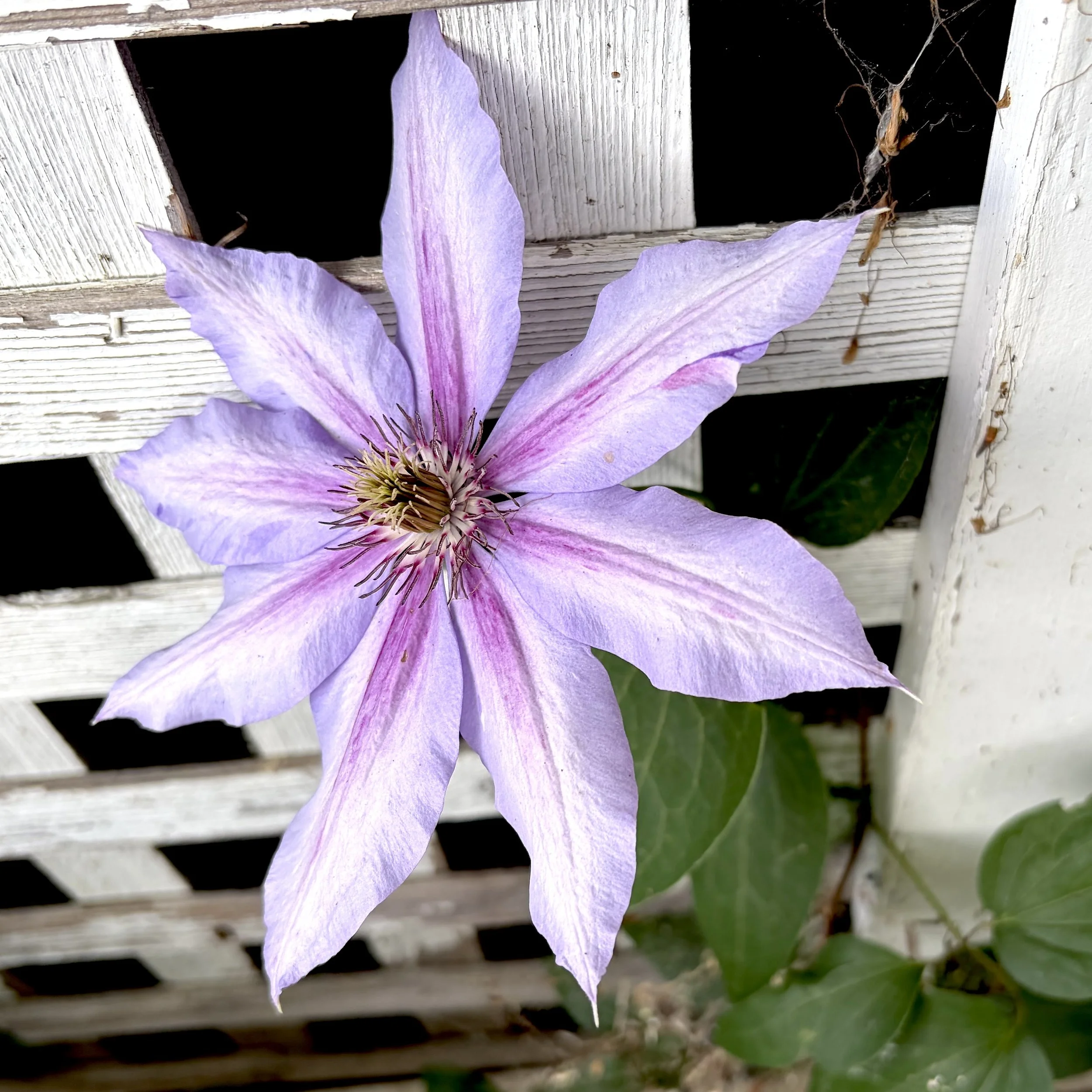 Clematis (Clematis florida), Essex, June 19, '26.  Photo by Nancy Budd.