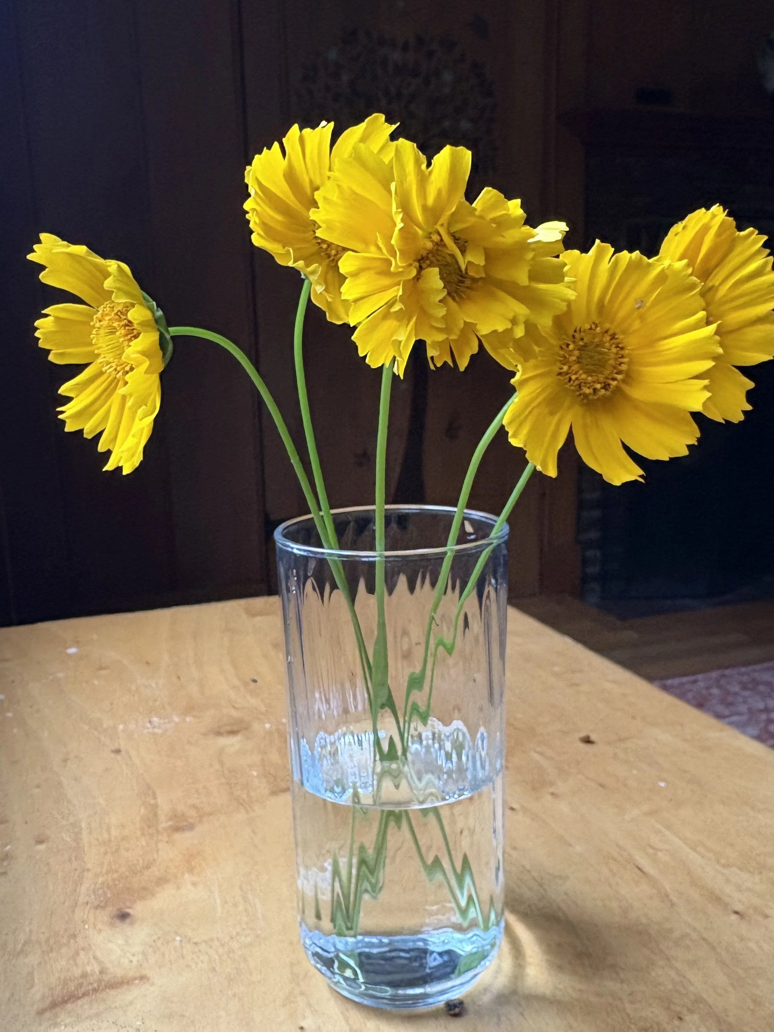 Lanceleaf coreopsis (Coreopsis lanceolata), Elizabethtown, June 20, '26.  Photo by Doug Hillstrom.