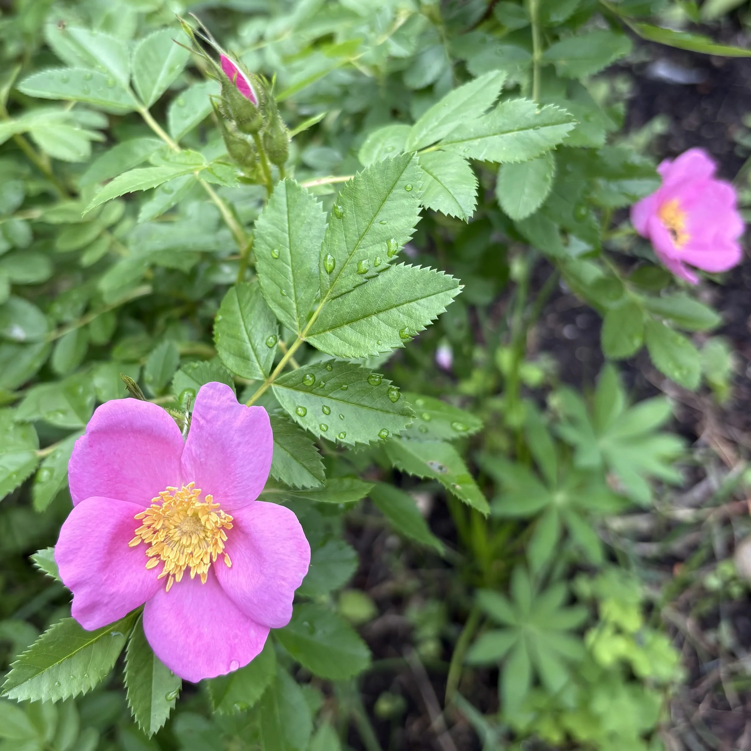 Virginia rose (Rosa virginiana), Elizabethtown, June 20, '26.  Photo by Doug Hillstrom.