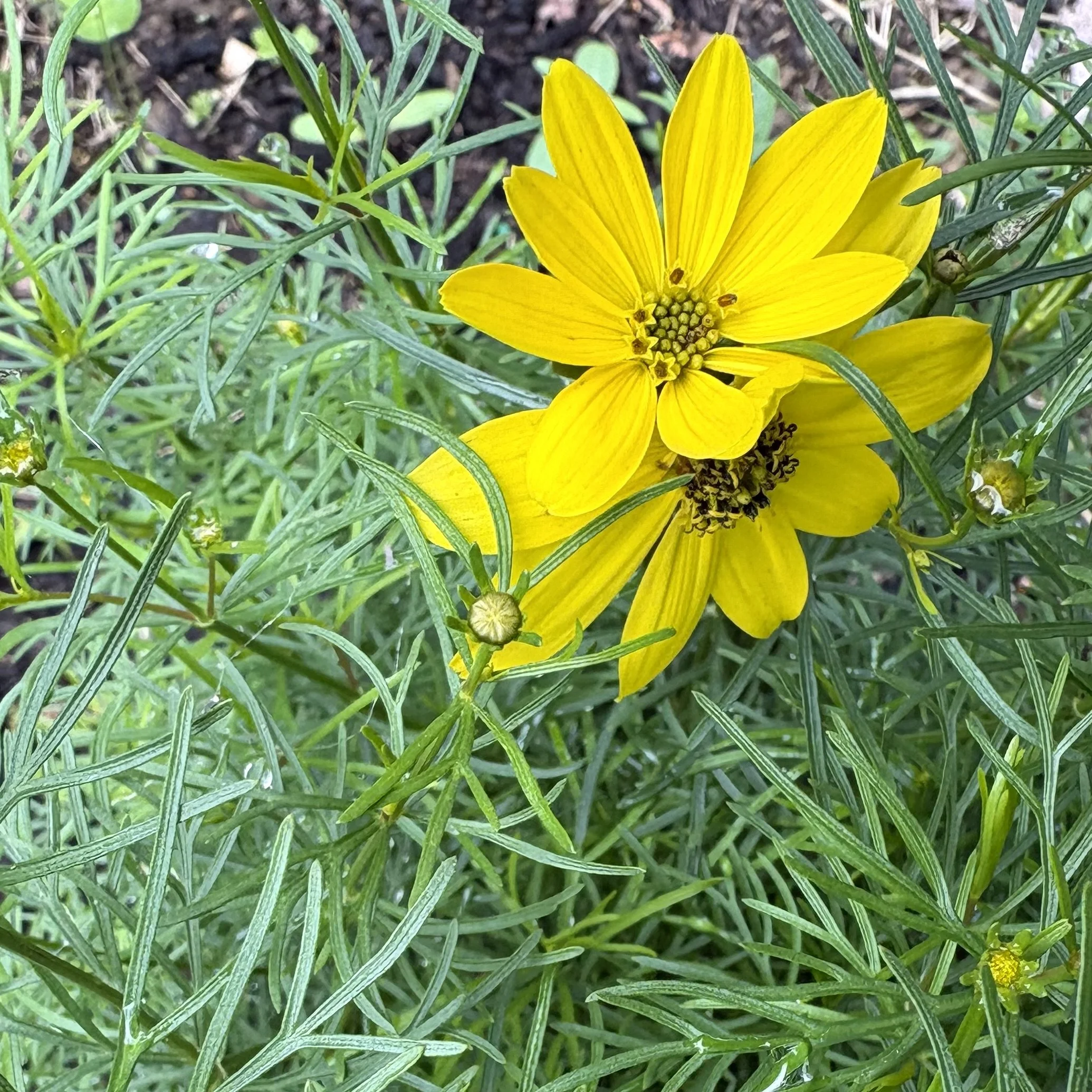 Tickseed (Coreopsis), Elizabethtown, June 20, '26.  Photo by Doug Hillstrom.