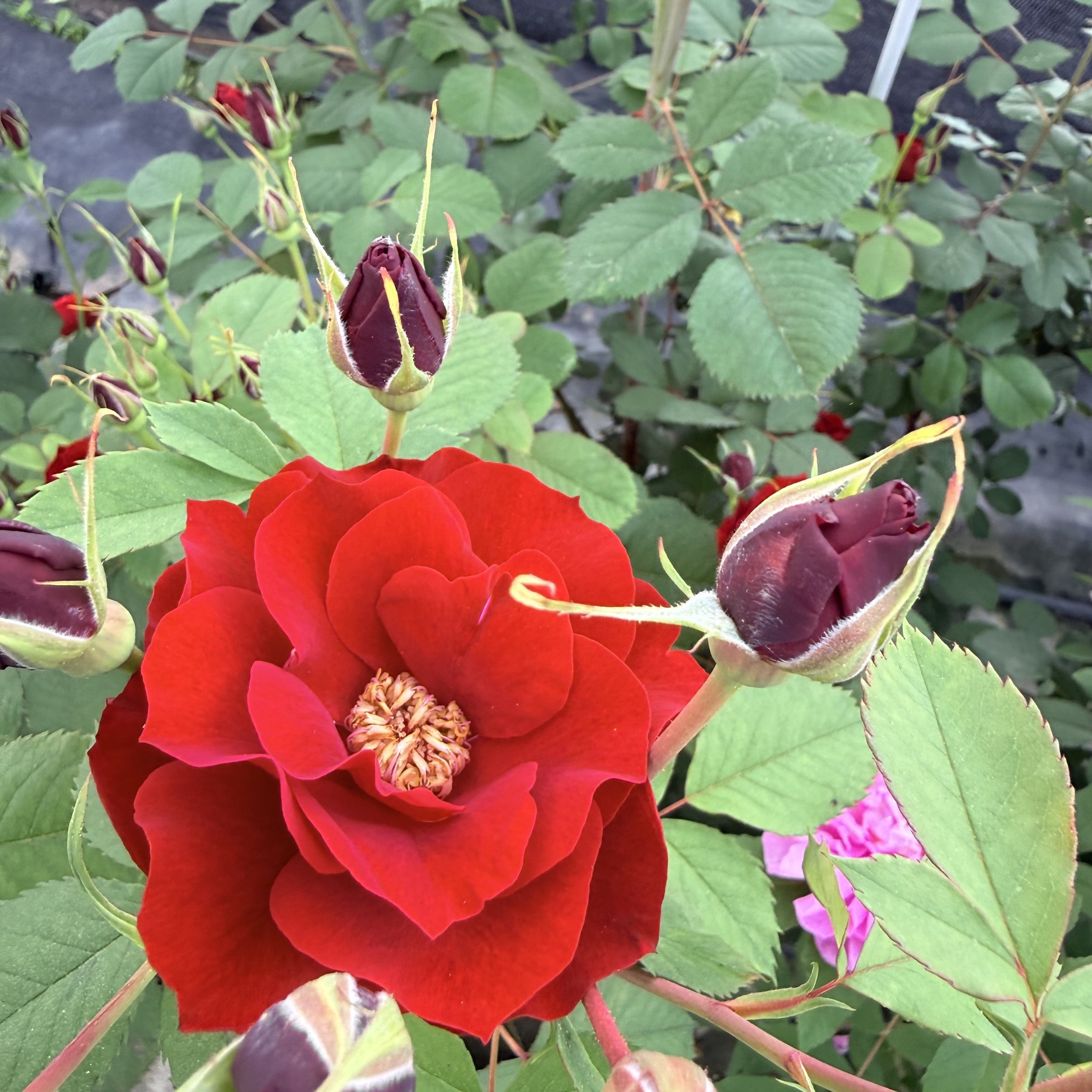 Rose (Rosa), Little Farmhouse Flowers, Jay, June 23, '26.  Photo by Barbara Juh.