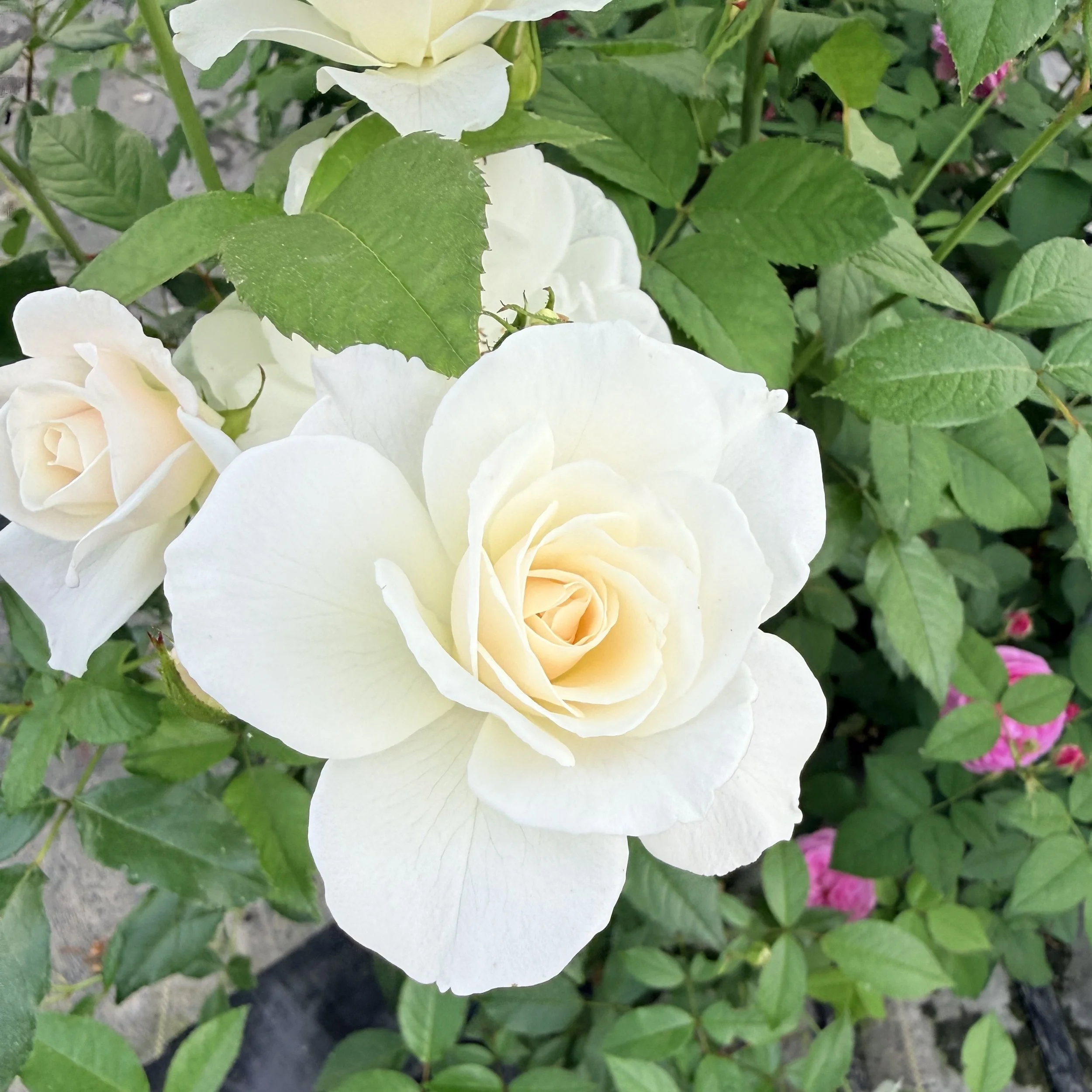 Rose (Rosa), Little Farmhouse Flowers, Jay, June 23, '26.  Photo by Barb Juh.