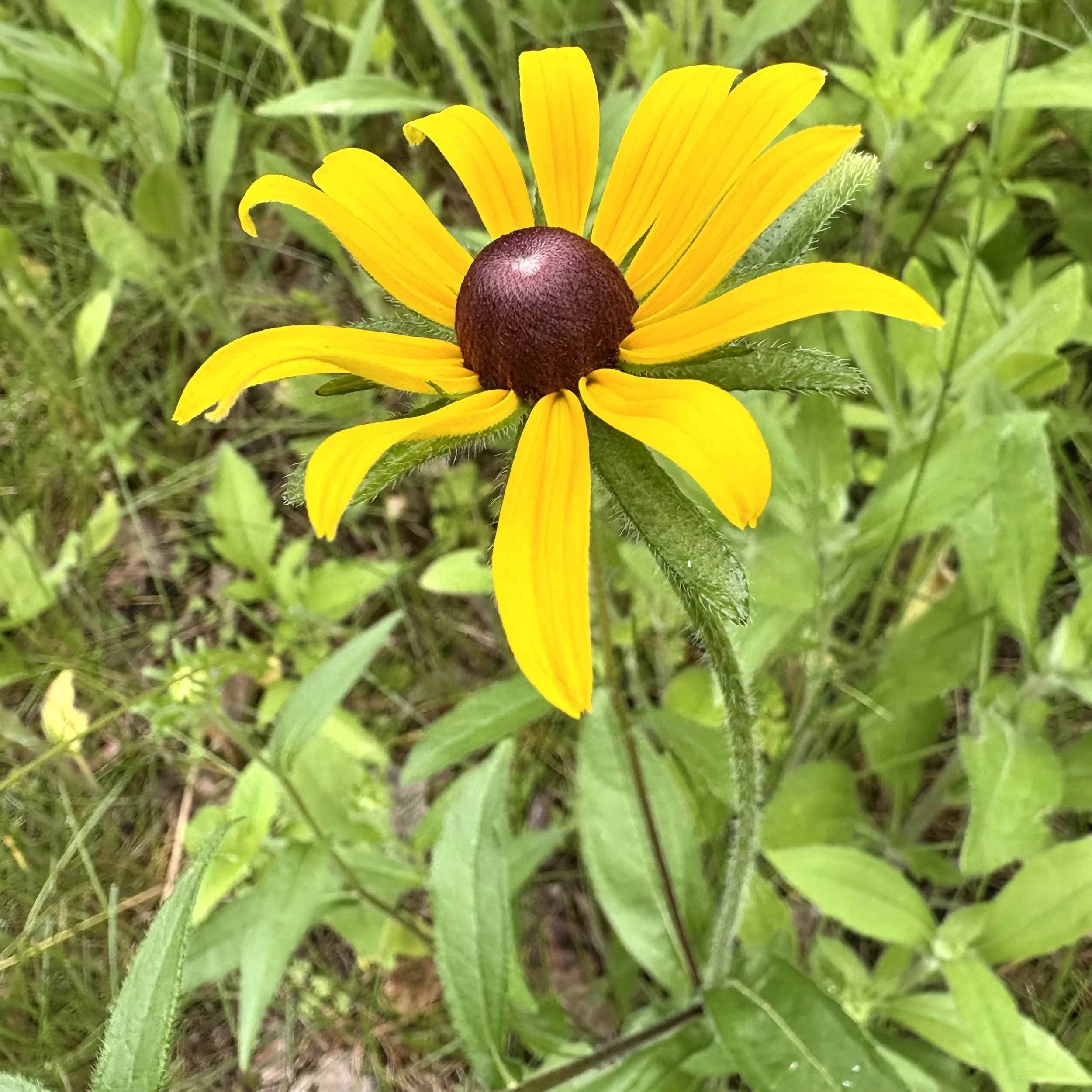 Black-eyed susan (Rudbeckia hirta), Elizabethtown, June 20, '26.  Photo by Doug Hillstrom.