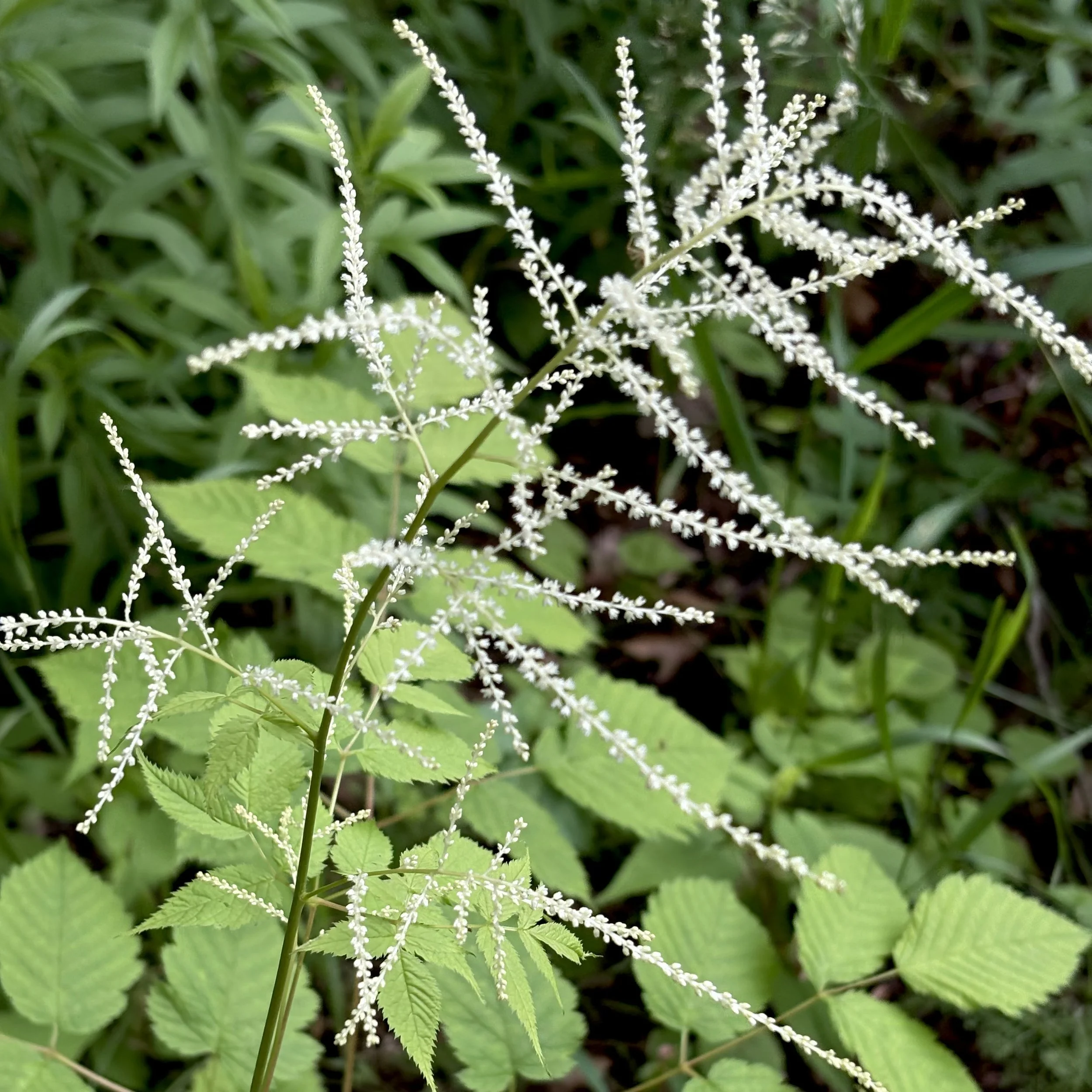 Goat's beard (Aruncus dioicus)), Elizabethtown, June 20, '26.  Photo by Doug Hillstrom.