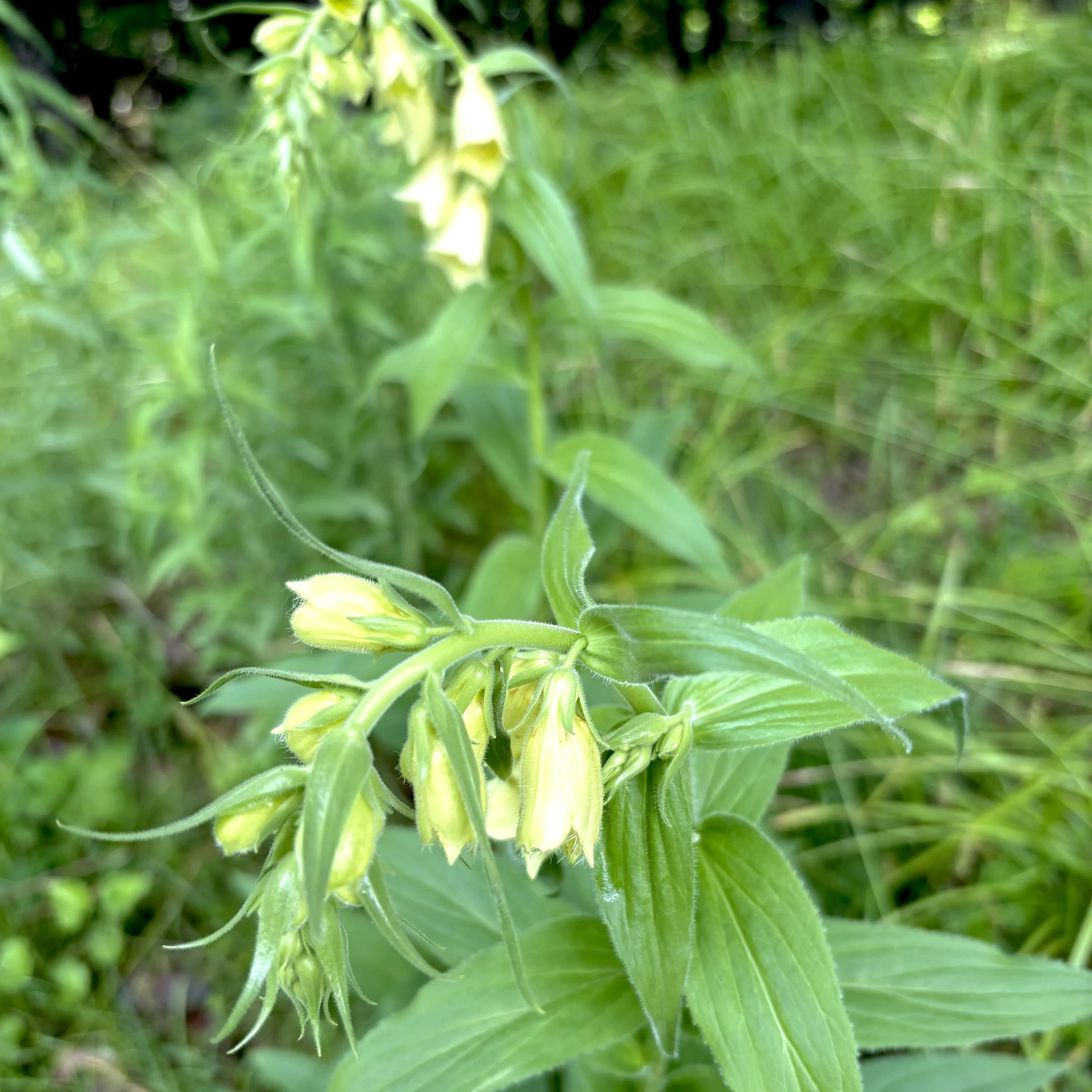 Yellow foxglove (Digitalis grandiflora), Elizabethtown, June 20, '26.  Photo by Doug Hillstrom.