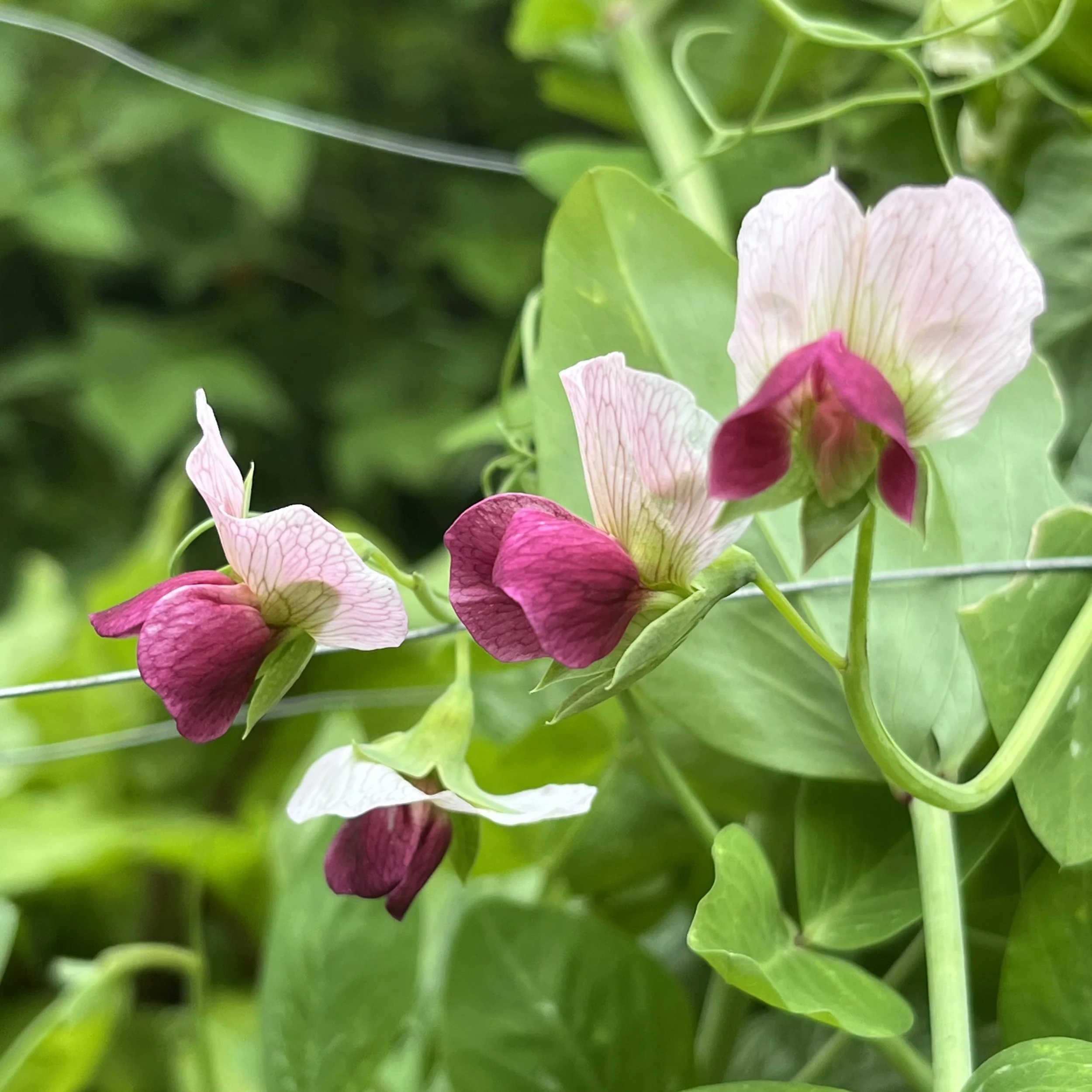 Snow peas (Pisum sativum var. saccharatum), Moore homestead, Westport, June 26, '26.  Photo by Ana Moore.