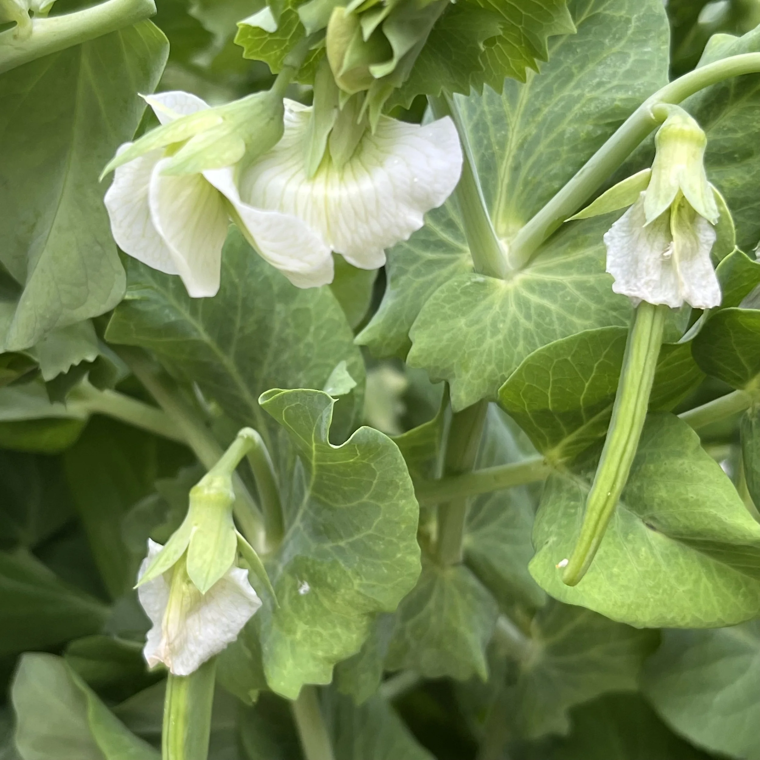 Sugar snap peas (Pisum sativum 'Macrocarpon Group'), Moore homestead, Westport, June 26, '26.  Photo by Ana Moore.