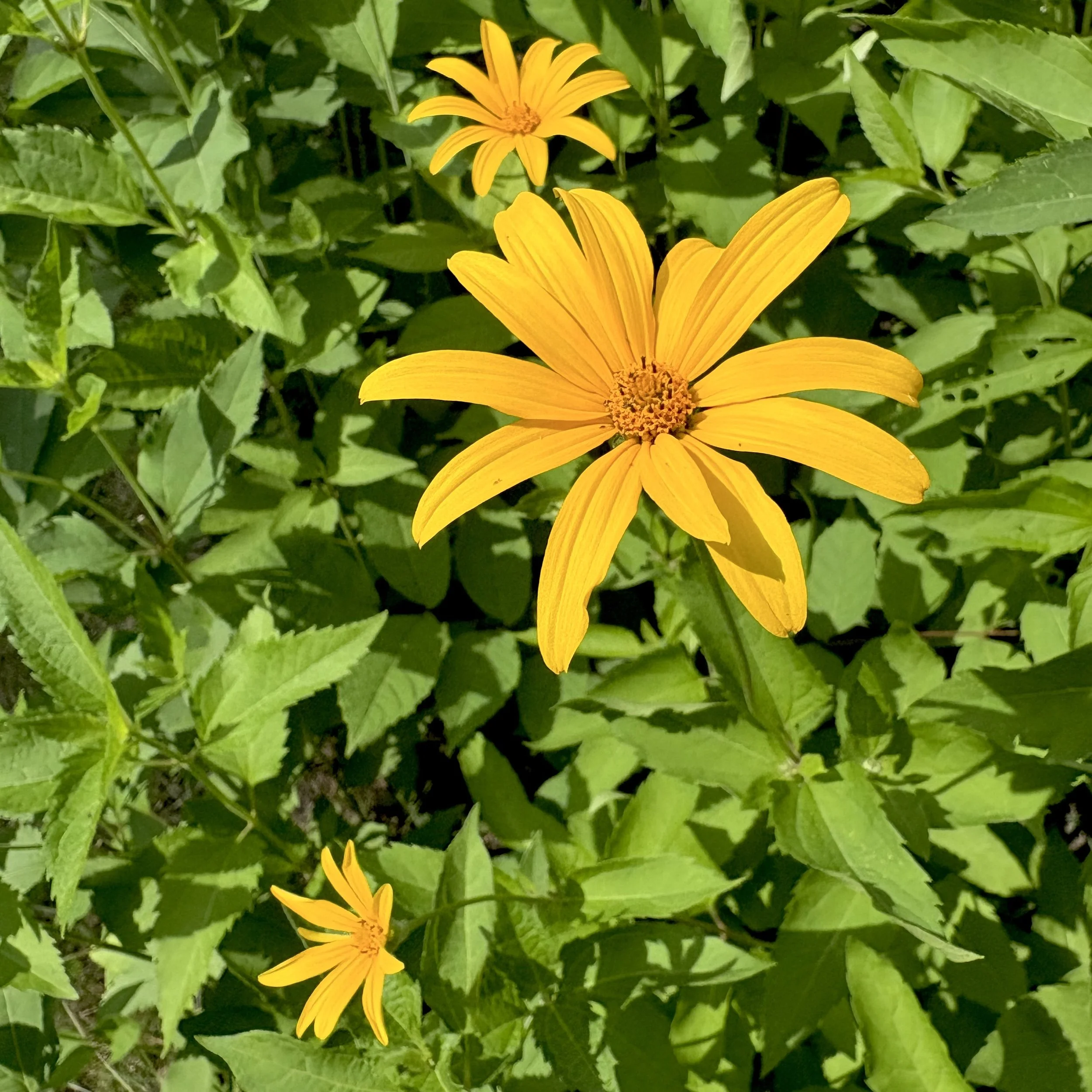 False sunflower (Heliopsis helianthoides), Elizabethtown, July 6, '26.  Photo by Doug Hillstrom.