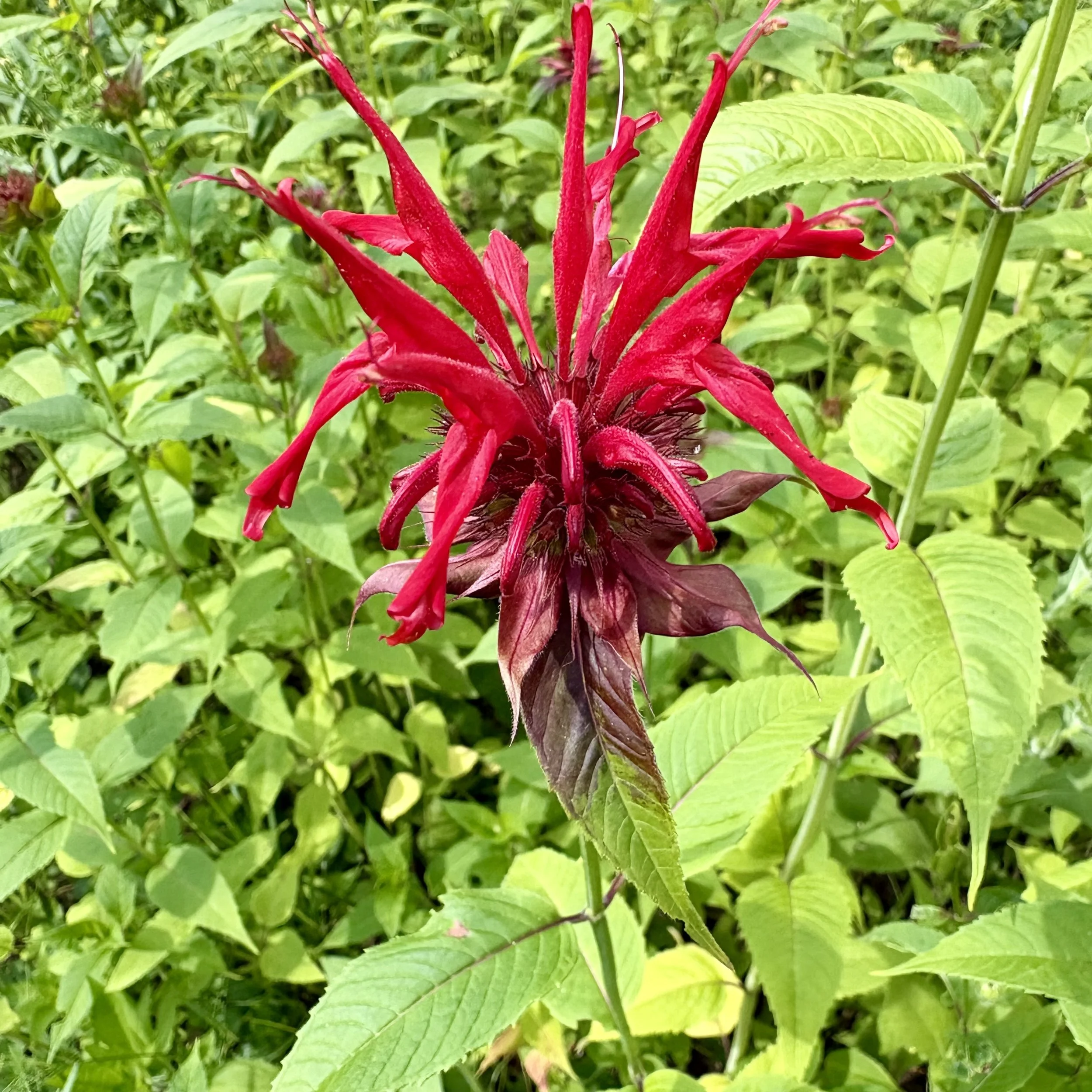 Scarlet bee balm (Monarda didyma), Elizabethtown, July 6, '26.  Photo by Doug Hillstrom.