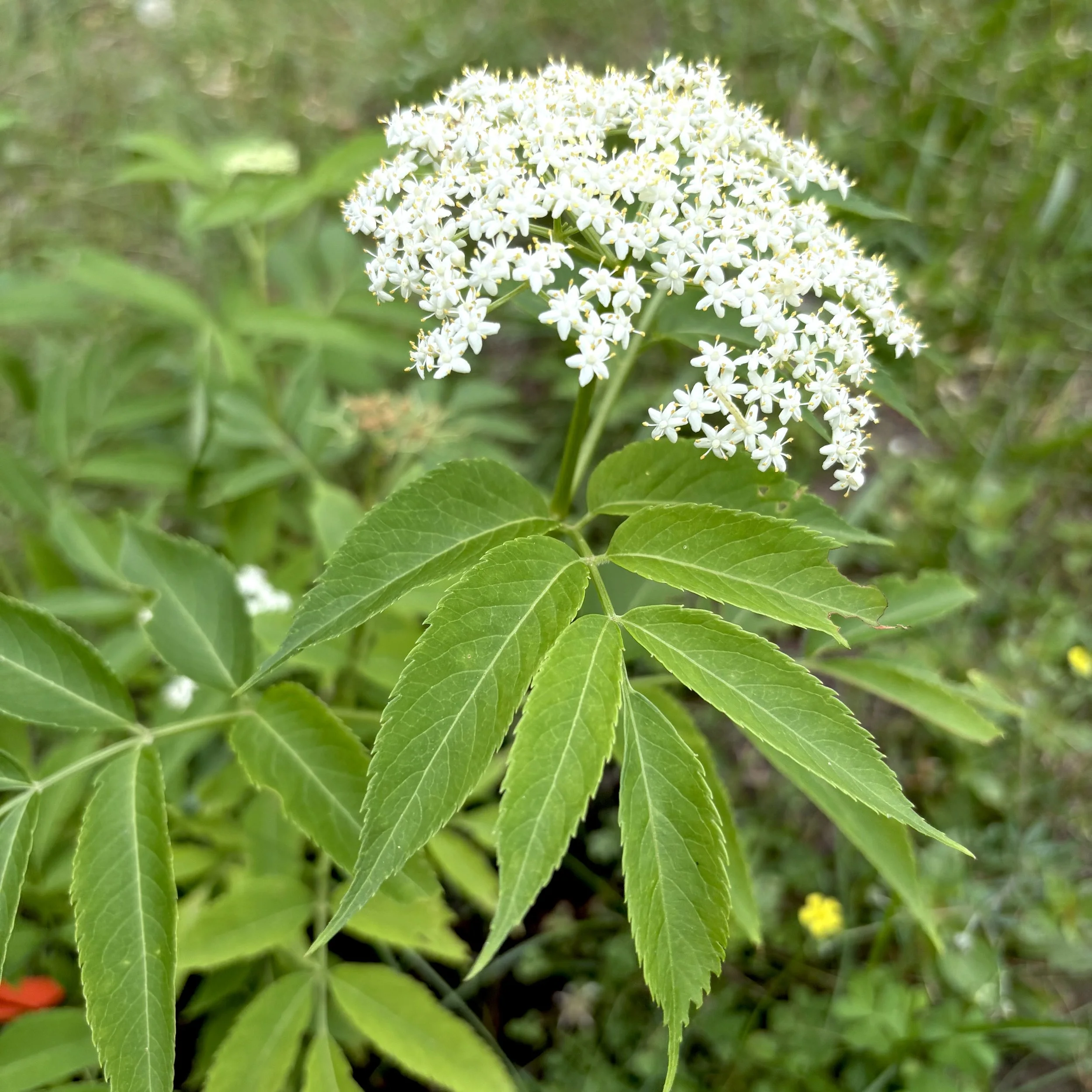 Elderberry (Sambucas canadensis), Elizabethtown, July 6, '26.  Photo by Doug Hillstrom.