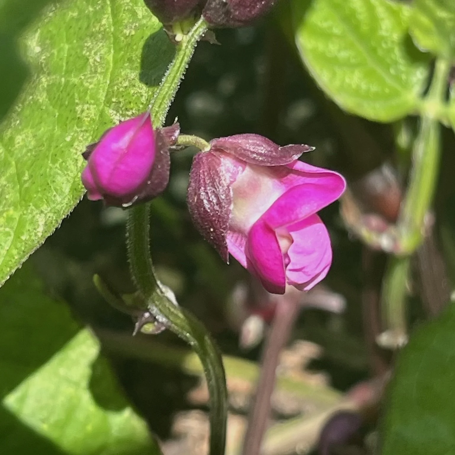 Mardi Gras bush bean (Phaseolus vulgaris), Moore homestead, Westport, July 5, '26.  Photo by Ana Moore.