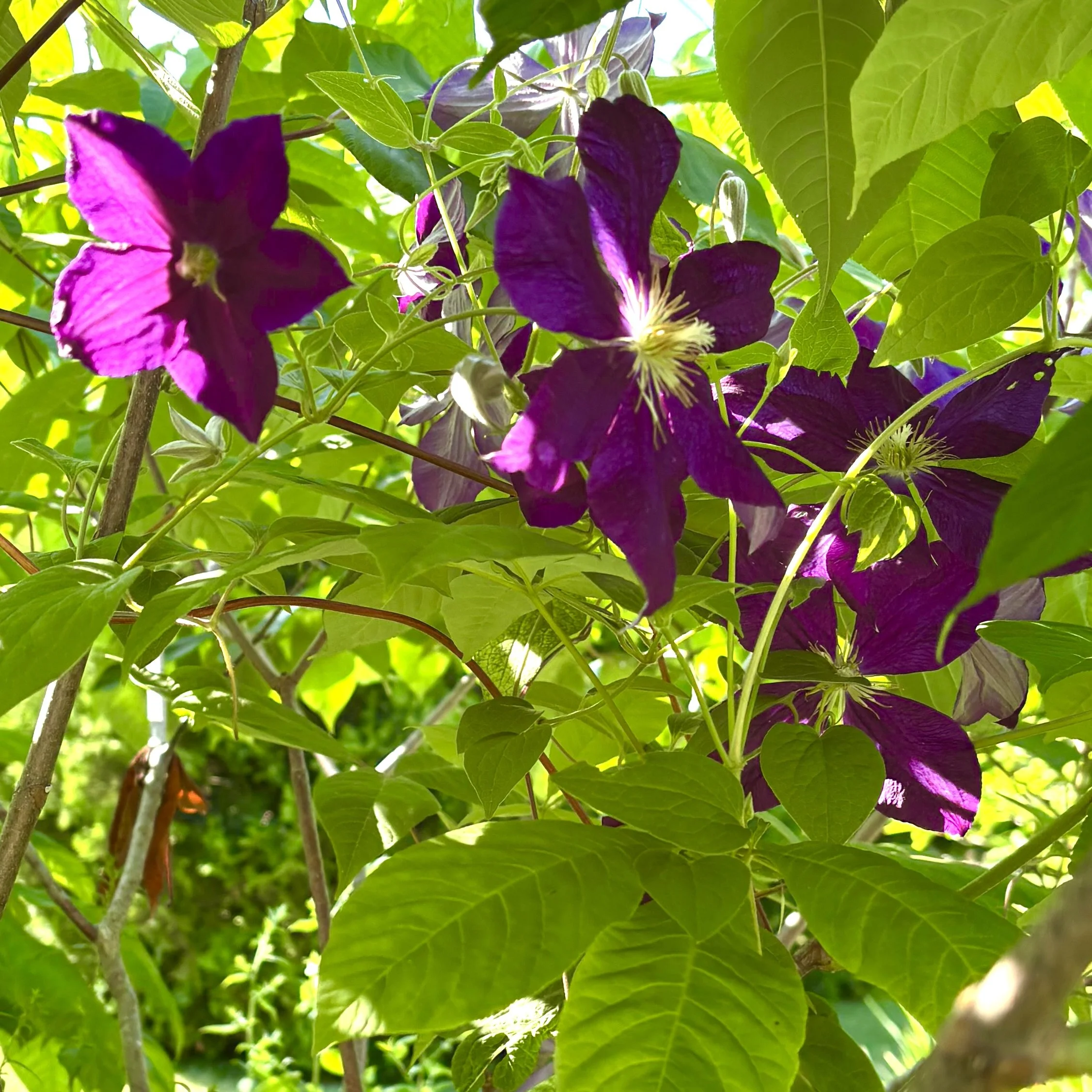 Clematis (Clematis), Peru, July 7, '26.  Photo by Cornelia Forrence.