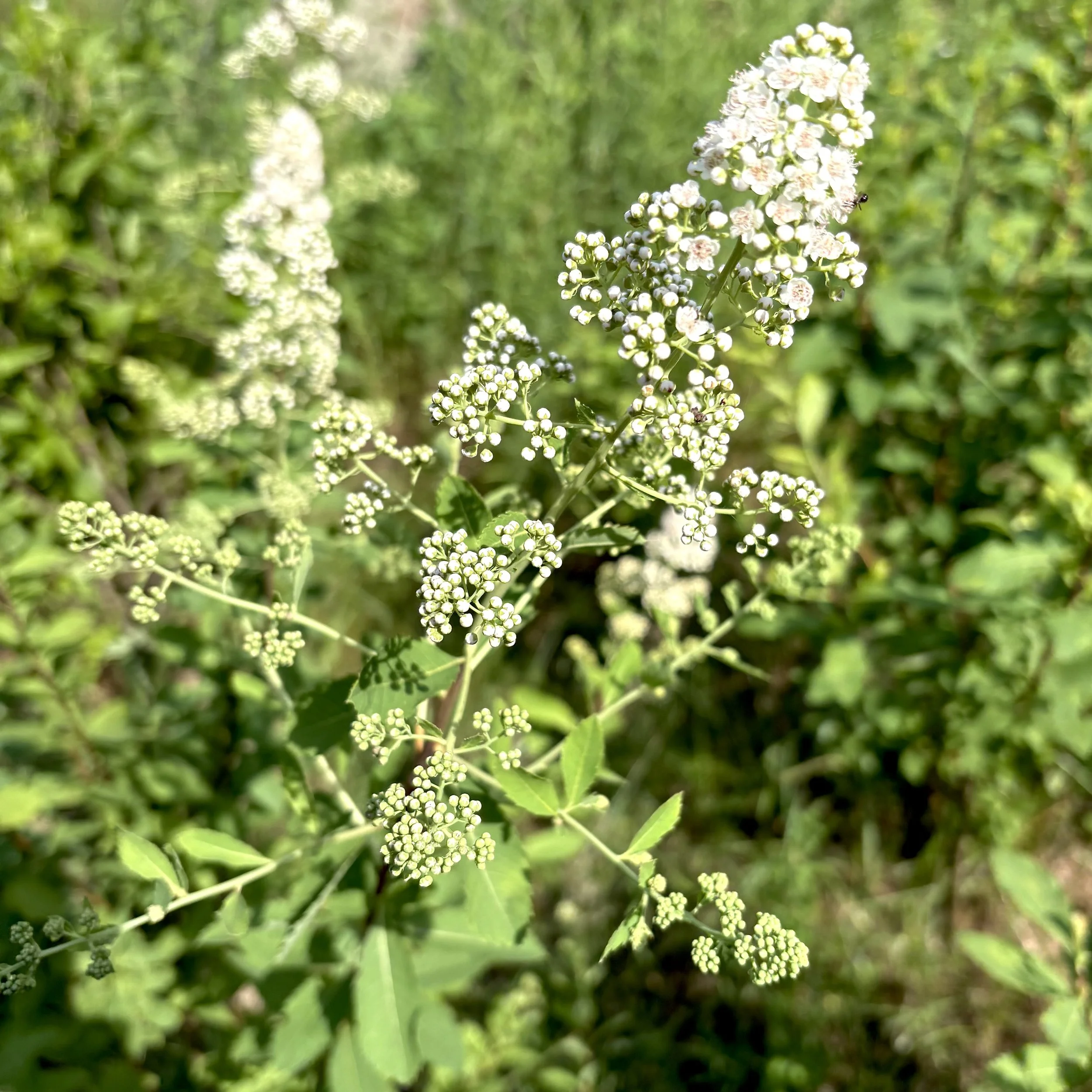 White meadowsweet (Spirea Alba), Elizabethtown, July 6, '26.  Photo by Doug Hillstrom.