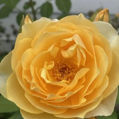 Rose (Rosa), Willsboro, July 10, ‘26.  Photo by Donna Baribeau.