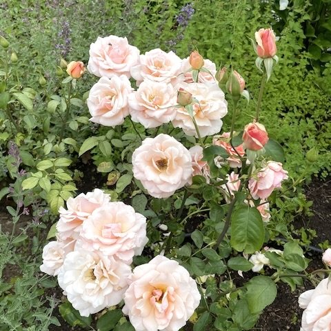 Roses (Rosa), Willsboro, July 10, '26.  Photo by Donna Baribeau.