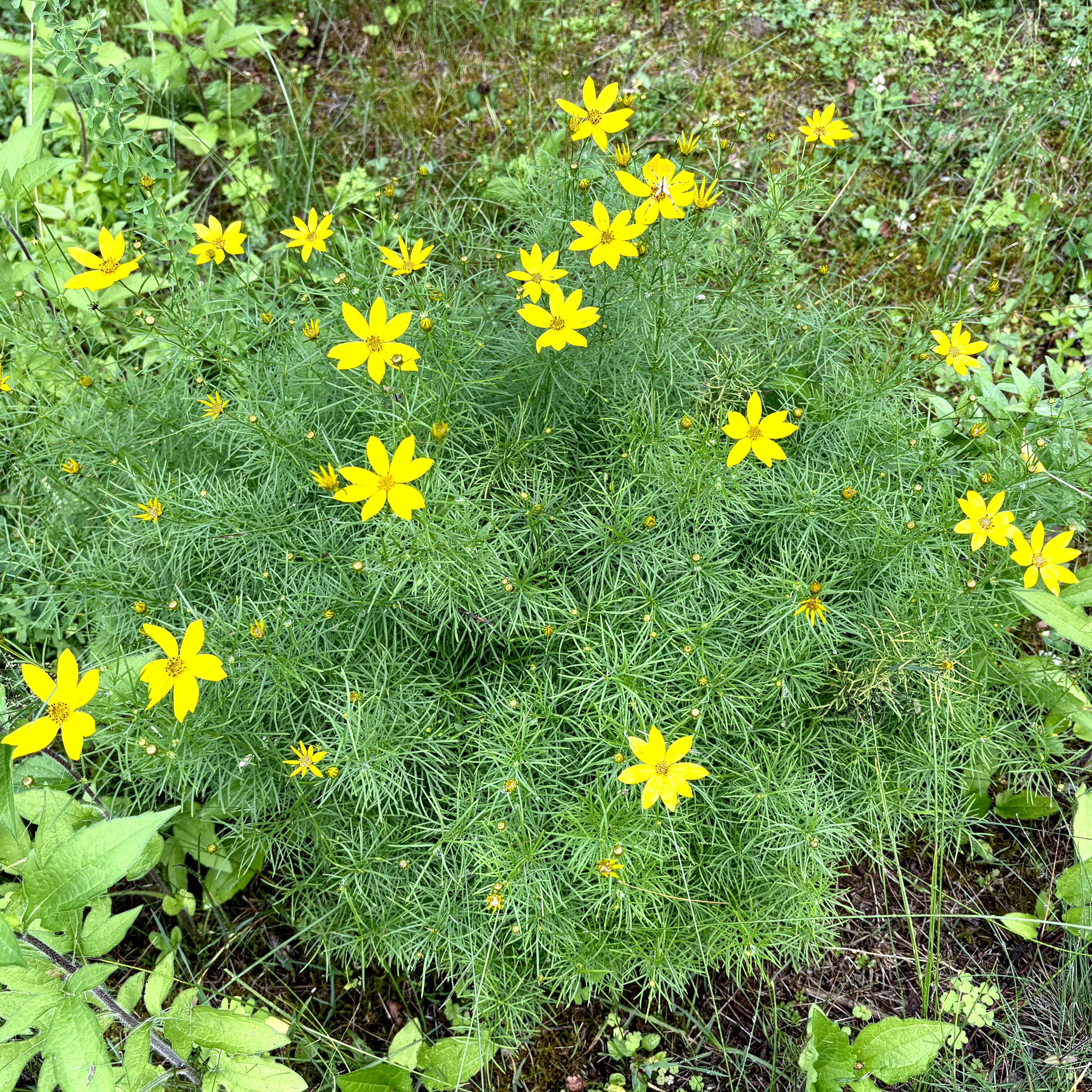 Tickseed (Coreopsis verticillata), Elizabethtown, July 9, '26.  Photo by Doug Hillstrom.