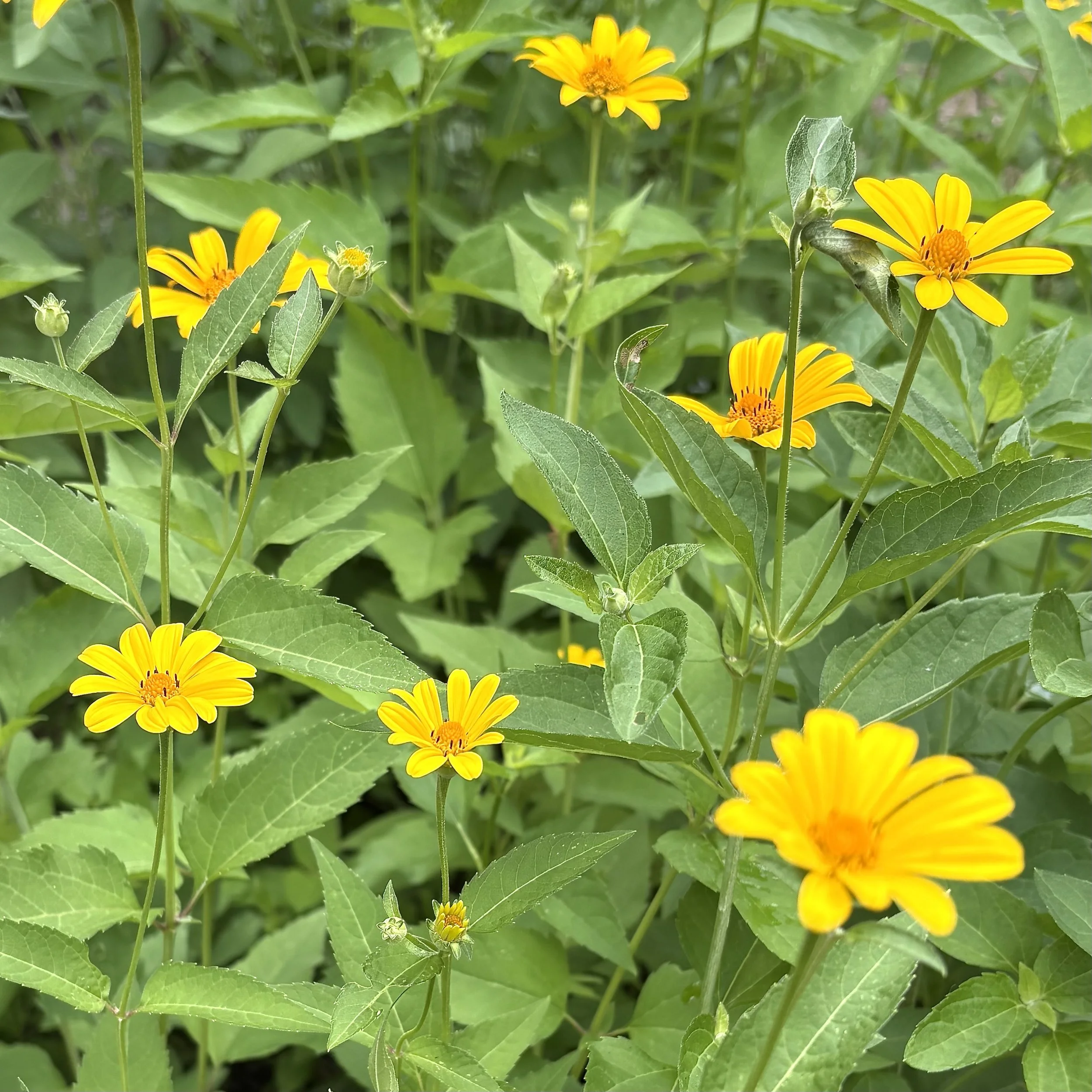 Smooth oxeye (Heliopsis helianthoides), Elizabethtown,  July 9, '26.  Photo by Doug Hillstrom.