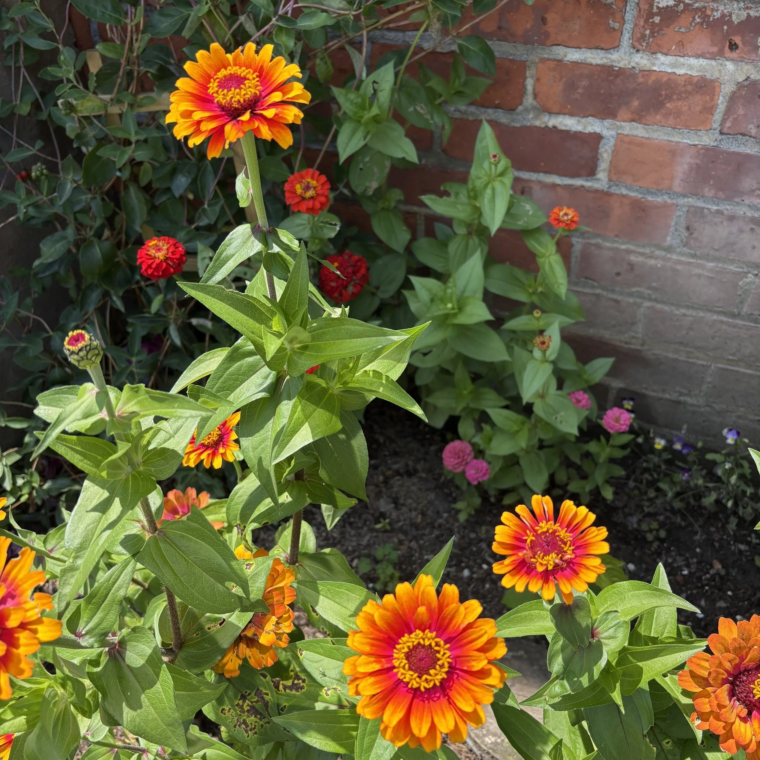 Zinnias (Zinnia), The Inn in Westport, Westport, July 11, '26.  Photo by Barb Rehm.
