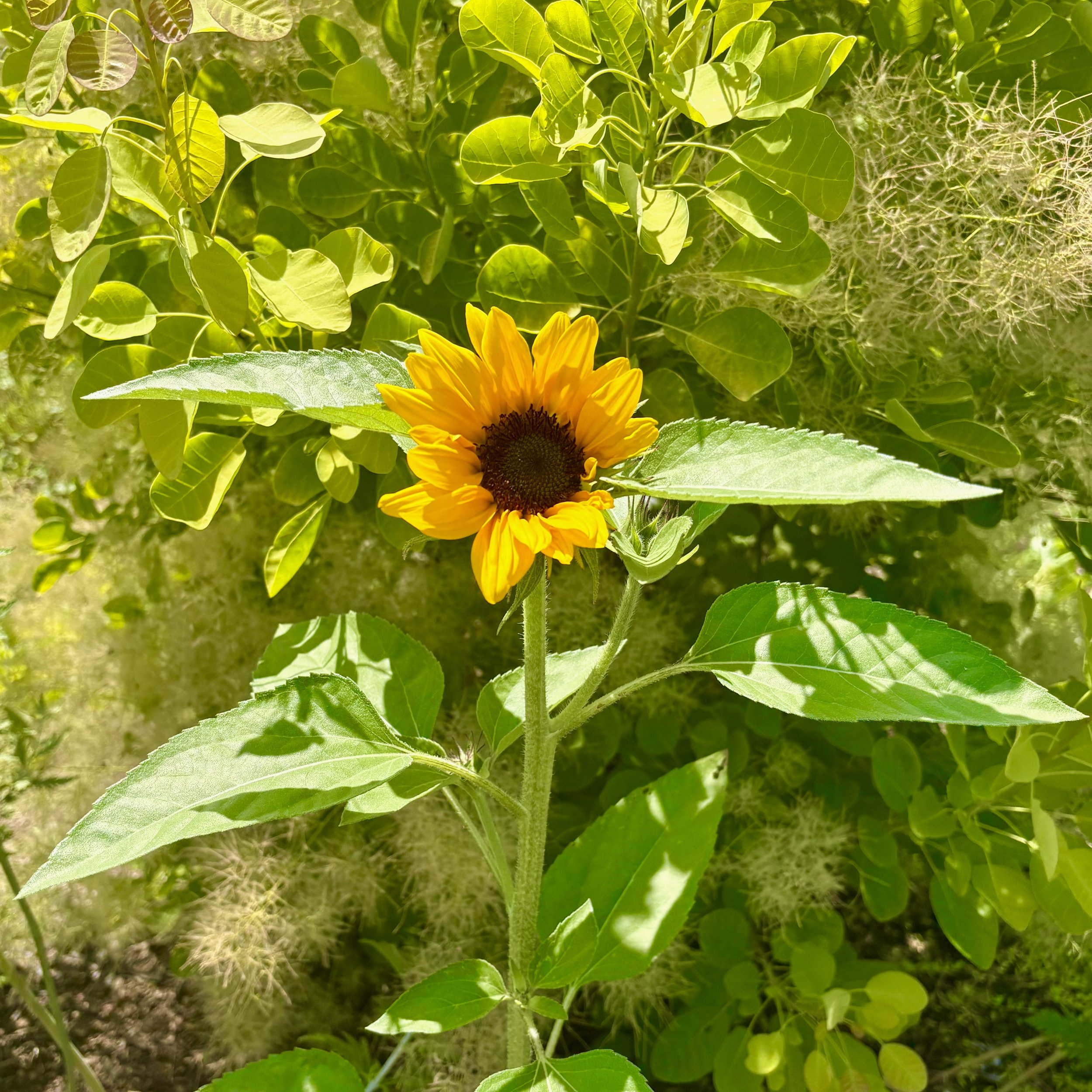 Common sunflower (Helianthus annuus), Essex, July 11, '26.  Photo by Barb Rehm.