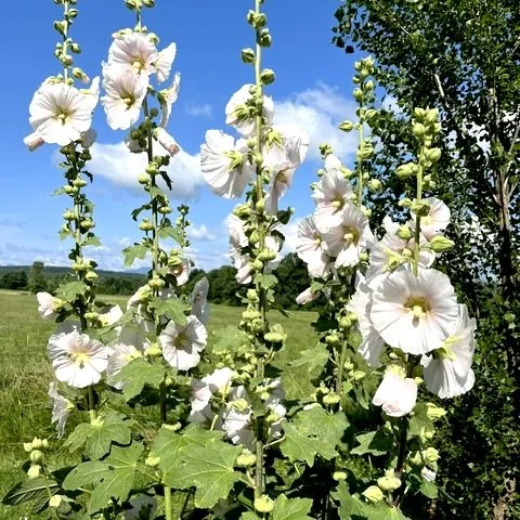 Hollyhocks (Alcea), Essex, July 10, '26.  Photo by Gail Rice.