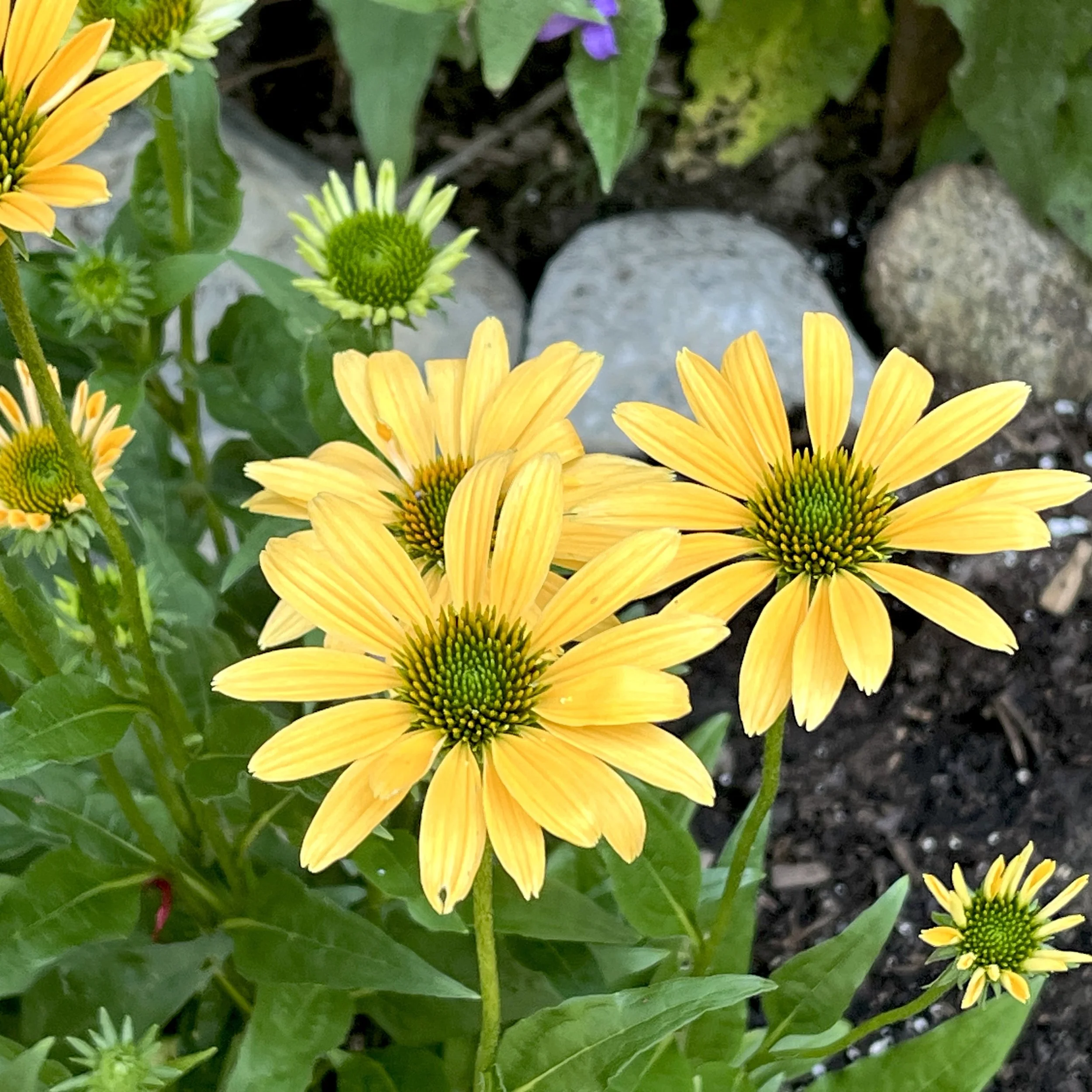 Eastern purple coneflowers (Echinacea purpurea), DuBois homestead, Keene, July 11, 26.  Photo by Ellen DuBois.
