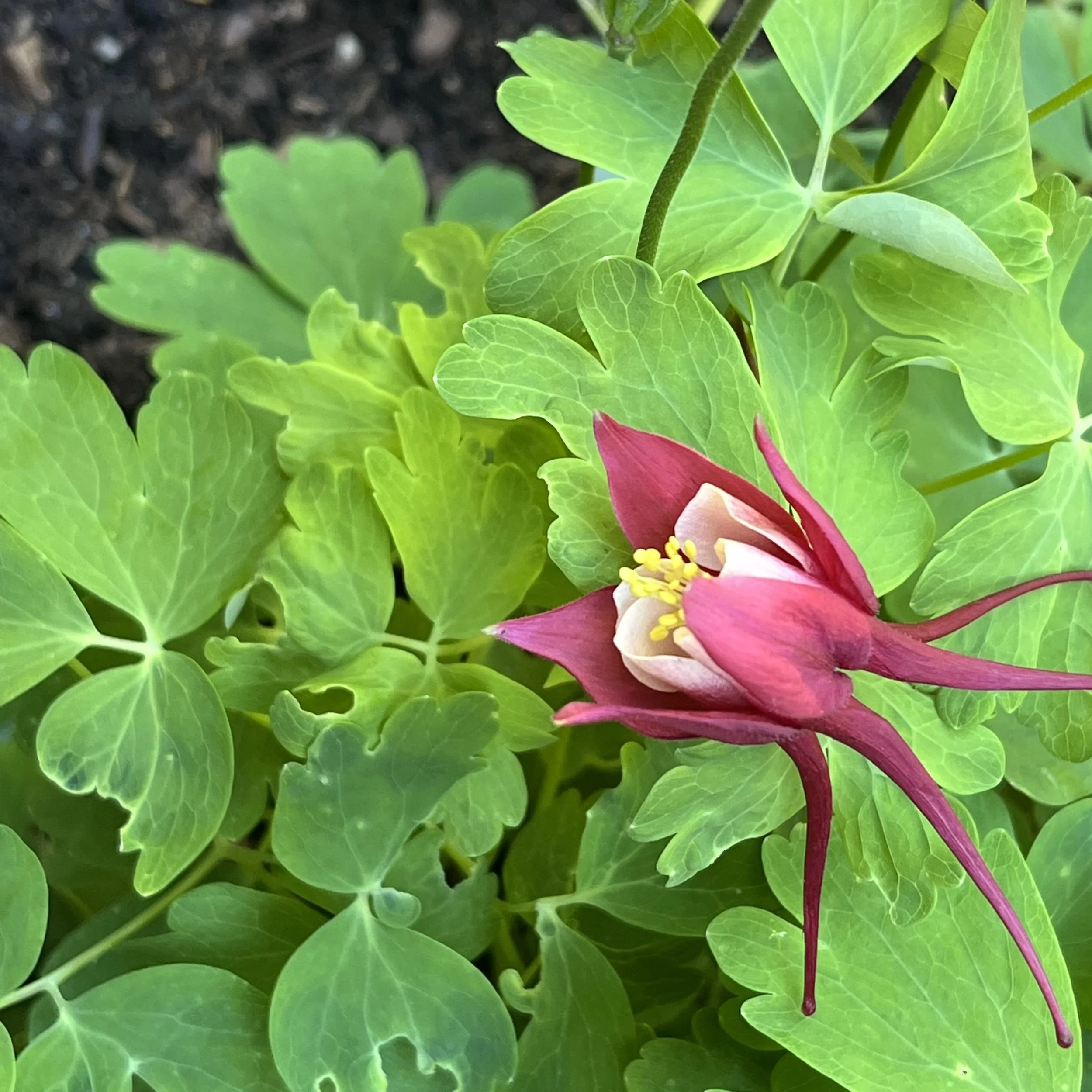 Common columbine (Aquilegia vulgars), DuBois homestead, Keene, July 11, '26.  Photo by Ellen DuBois.