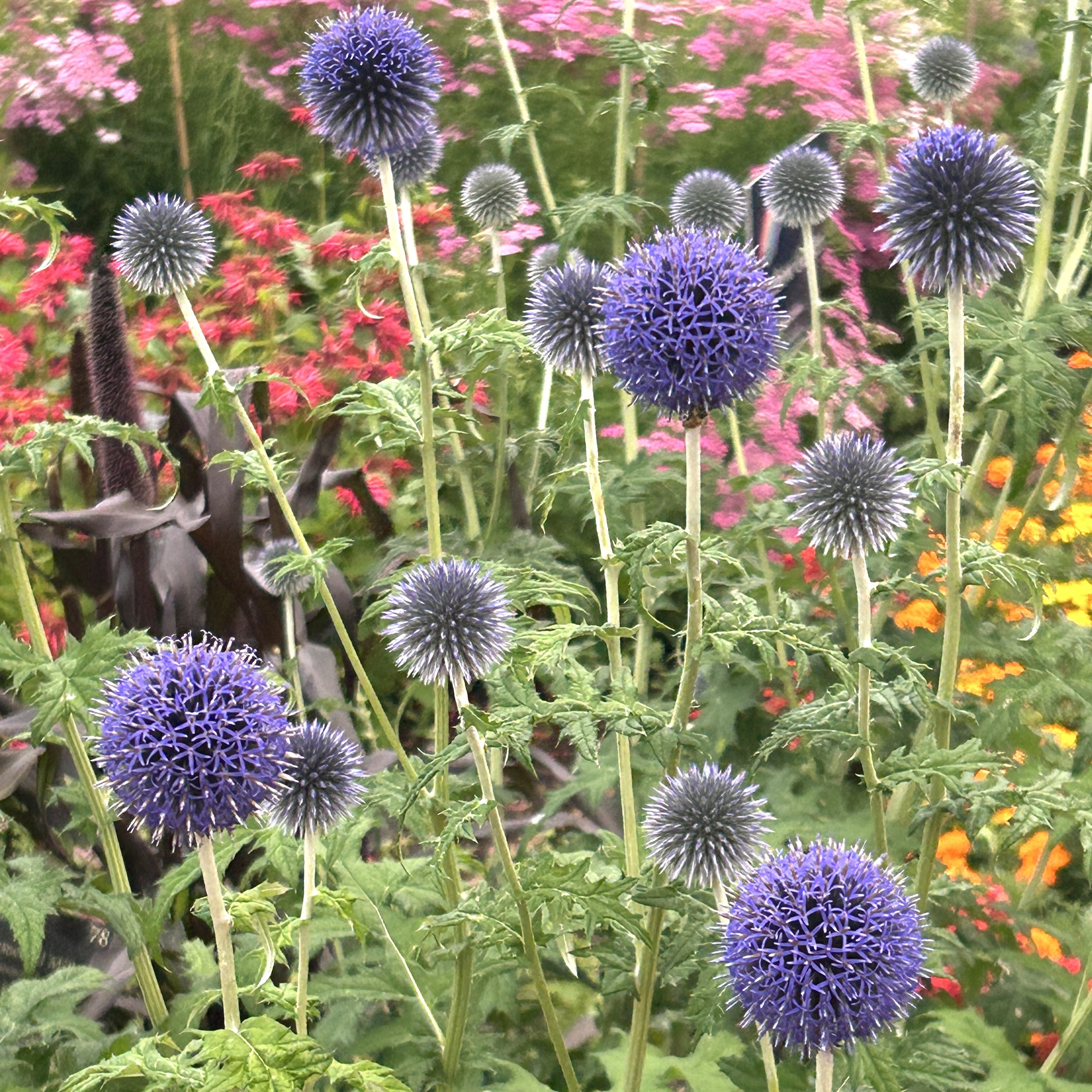 Blue globe-thistle (Echinops bannaticus), Kings Garden, Ticonderoga, July 17, '26.  Photo by Susan Carle.