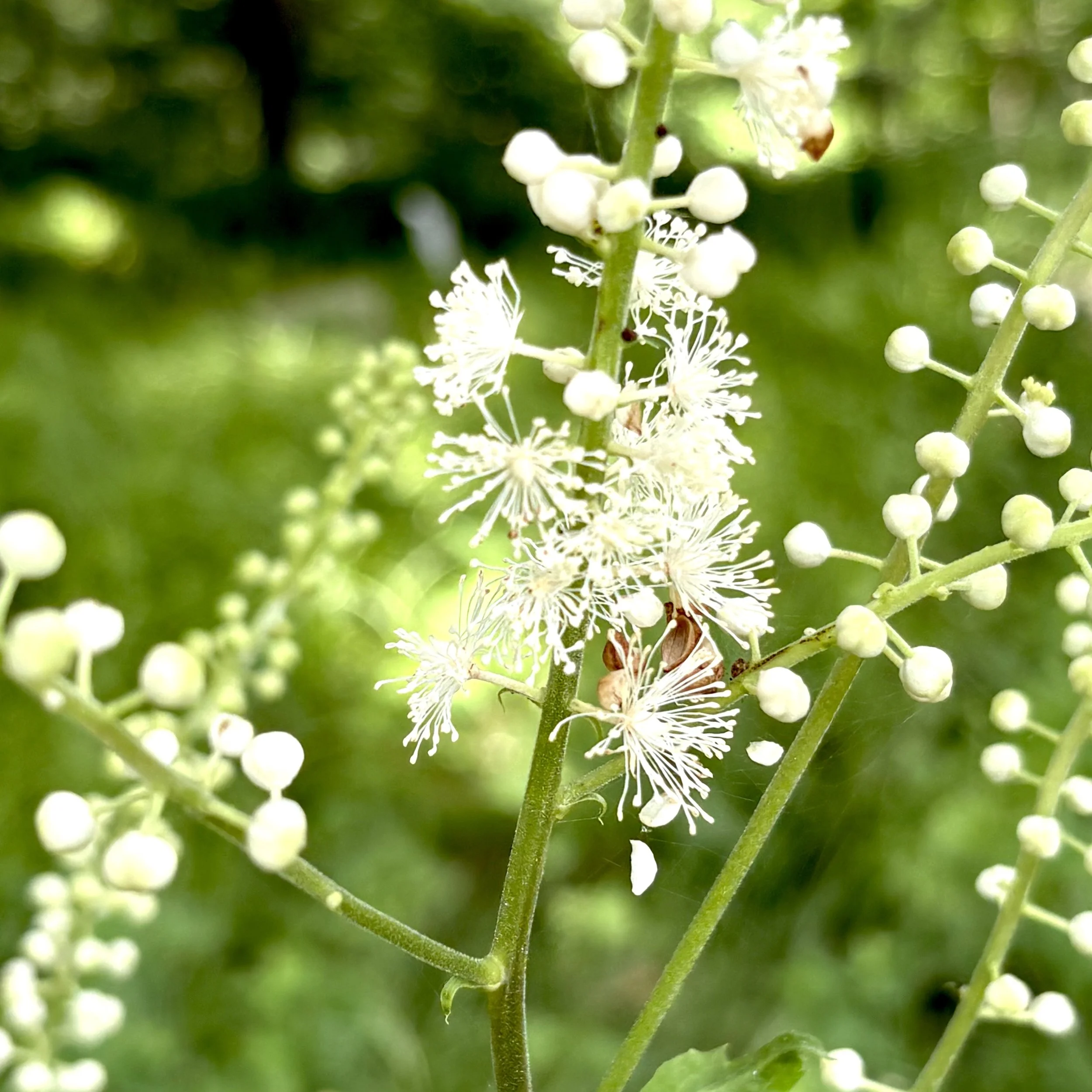Bugbane (Actaea racemosa), Elizabethtown, July 10, '26.  Photo by Doug Hillstrom.