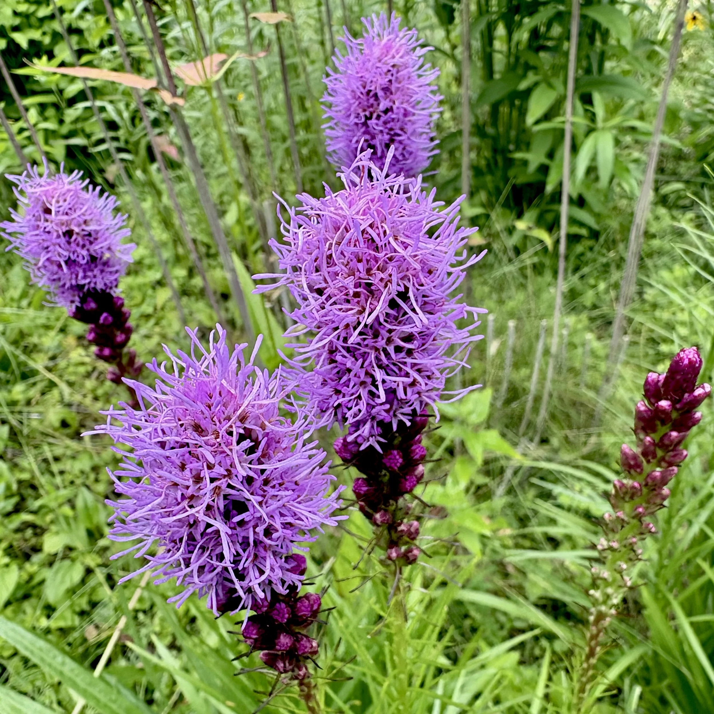 Dense blazing star (Liatris spicata), Elizabethtown, July 16, '26.  Photo by Doug Hillstrom.