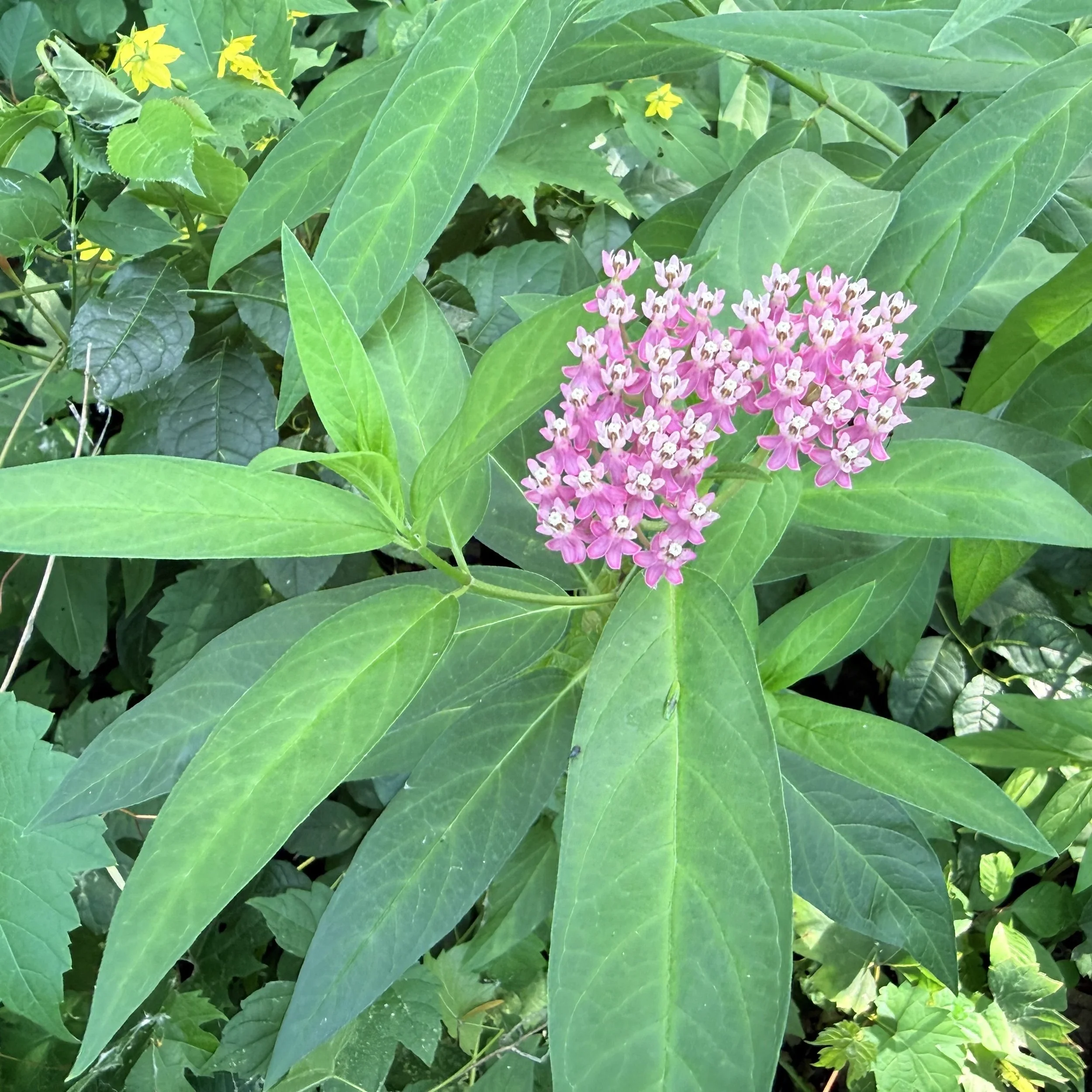Swamp milkweed (Asclepias incarnata), Essex, July 17, '26.  Photo by Barb Juh.