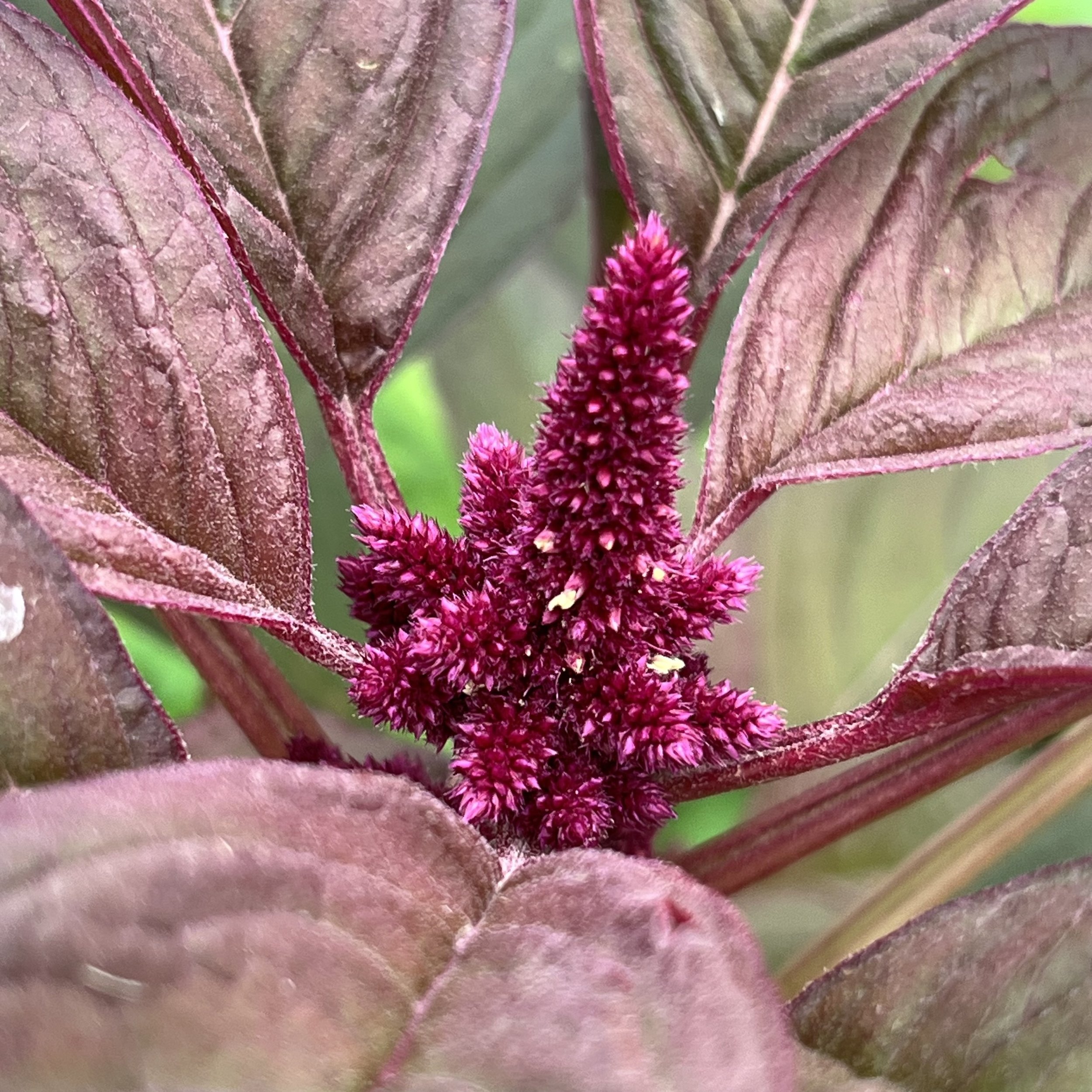 Red garnet amaranth (Amaranthus cruentus), Moore homestead, Westport, July 18, '26.  Photo by Ana Moore.