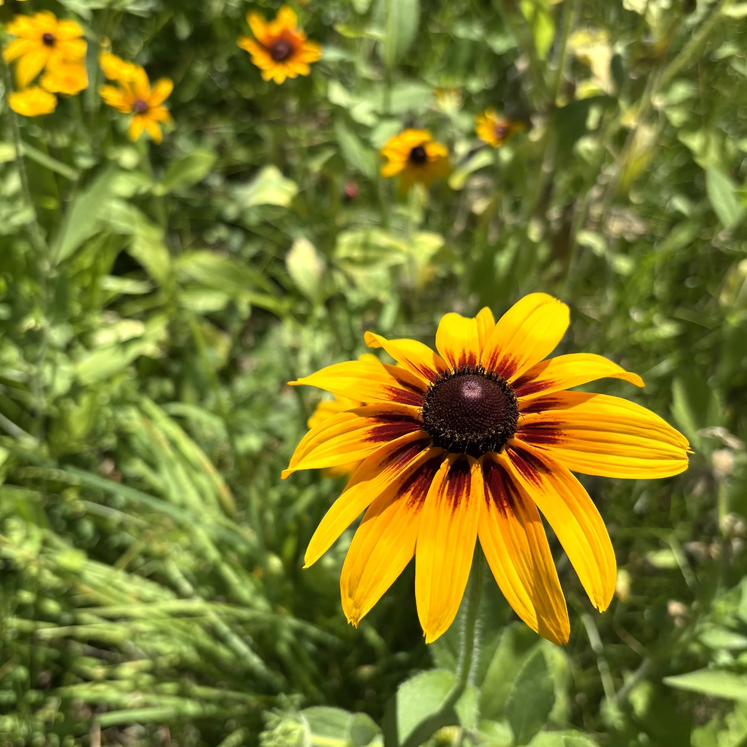 Gloriosa Daisy (Rudbeckia hirta var. "Gloriosa"), Elizabethtown, July 19, '26.  Photo by Doug Hillstrom.