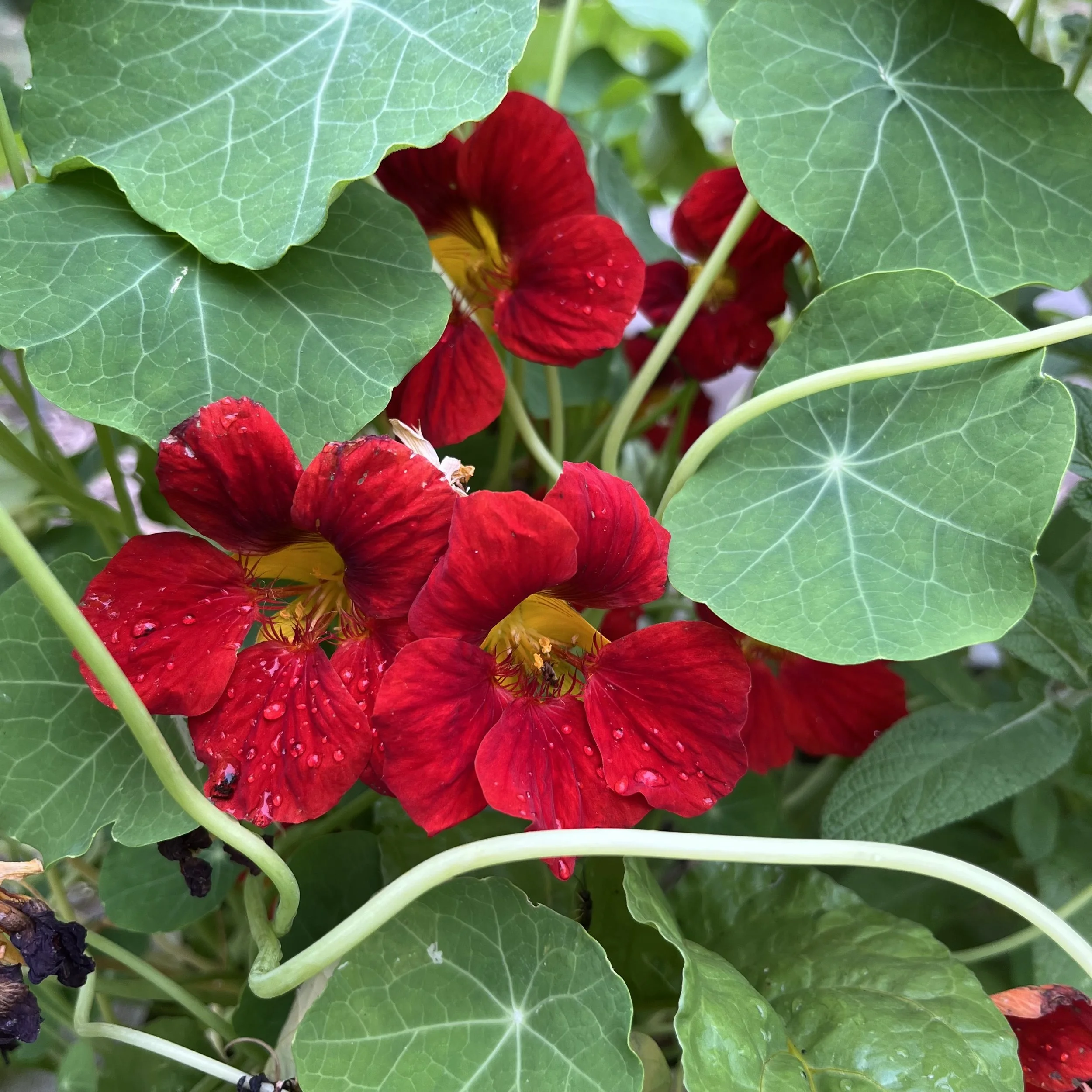 Garden nasturtium (Tropaeolum majus), Moore homestead, Westport, July 18, '26.  Photo by Ana Moore.