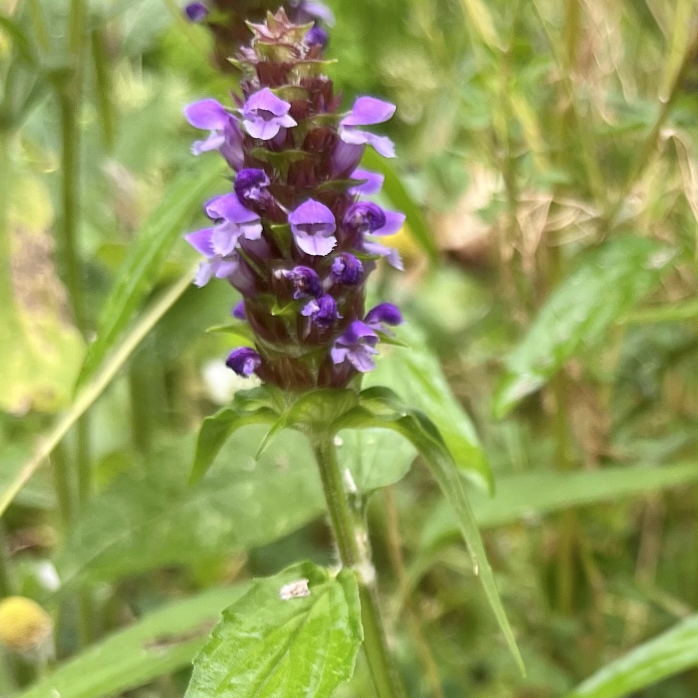Common selfheal (Prunella vilgaris), Moore homestead, Westport, July 18, '26.  Photo by Ana Moore.