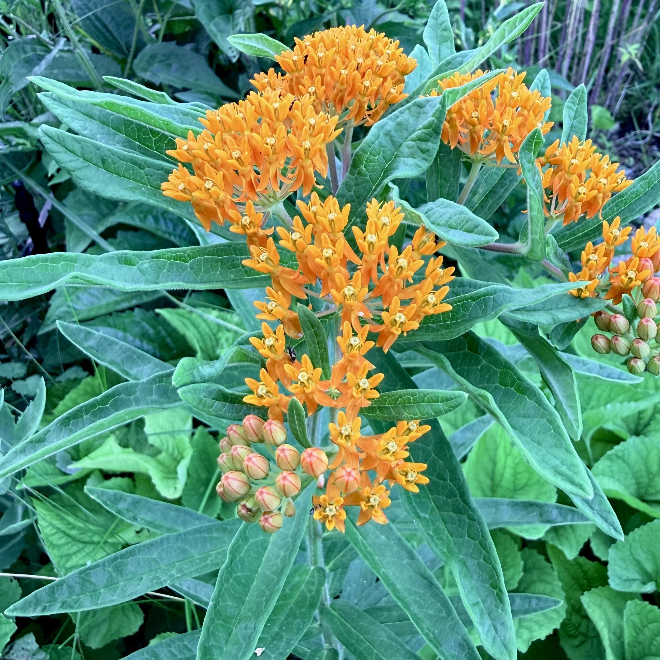 Butterfly weed (Asclepias tuberosa), Essex, July 17. '26.  Photo by Barb Juh.