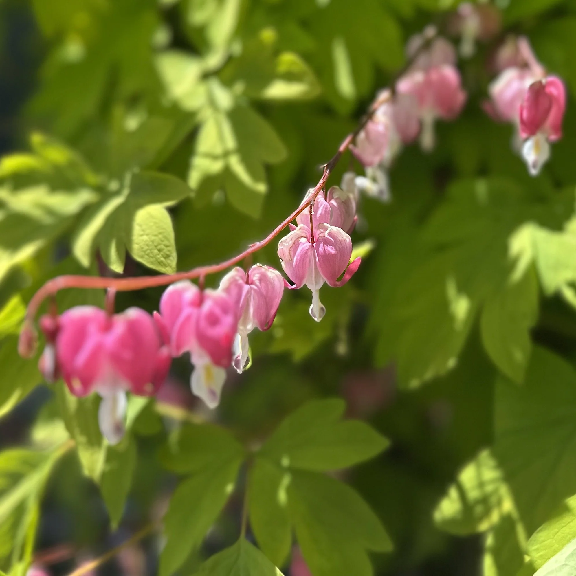 Bleeding Heart (Dicentra spectabilis), Desjardins garden, Jay, July 1 '26.  Photo by Audrey Desjardins.