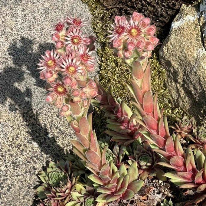 Hens and Chicks (Sempervivum), Desjardins garden, Jay, July 20, '26.  Photo by Audrey Desjardins.