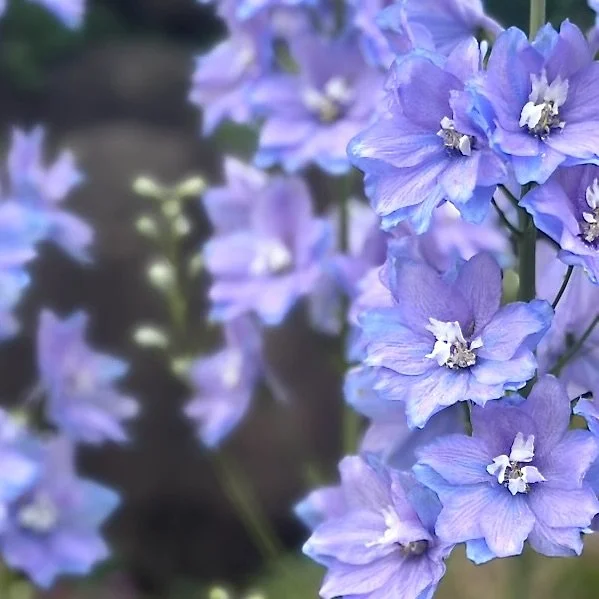 Delphinium (Larkspur) , Desjardins garden, Jay, July 21, 26.  Photo by Audrey Desjardins.