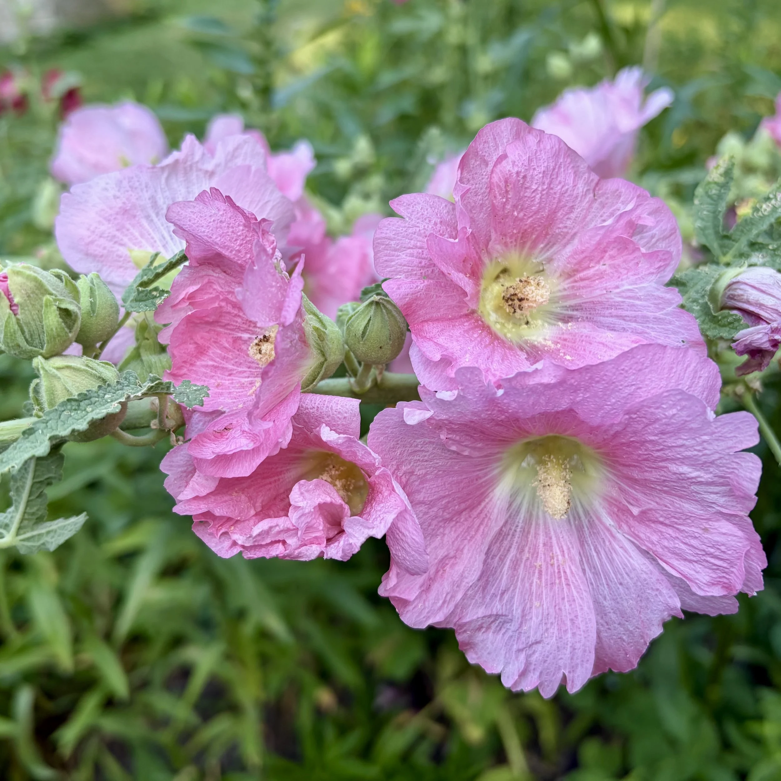 Hollyhock (Alcea rosea), Budd homestead, Essex, July 25, '26.  Photo by Nancy Budd.