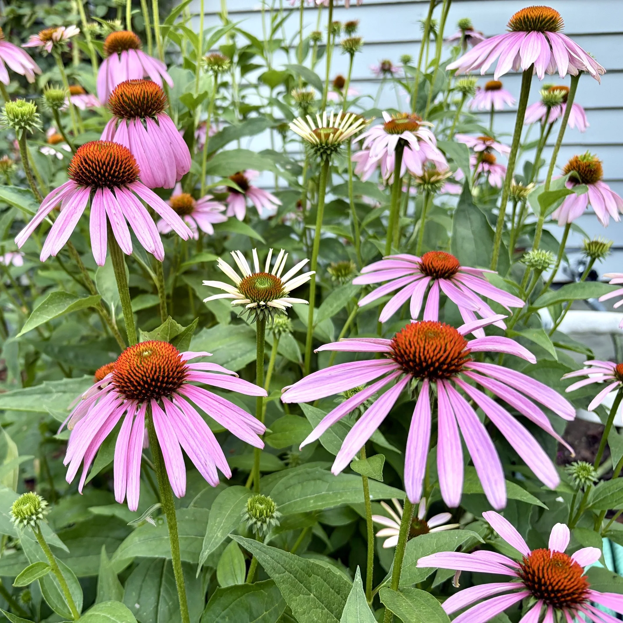Purple coneflower (Echinacea purpurea), Budd homestead, Essex, July 25, '26.  Photo by Nancy Budd.