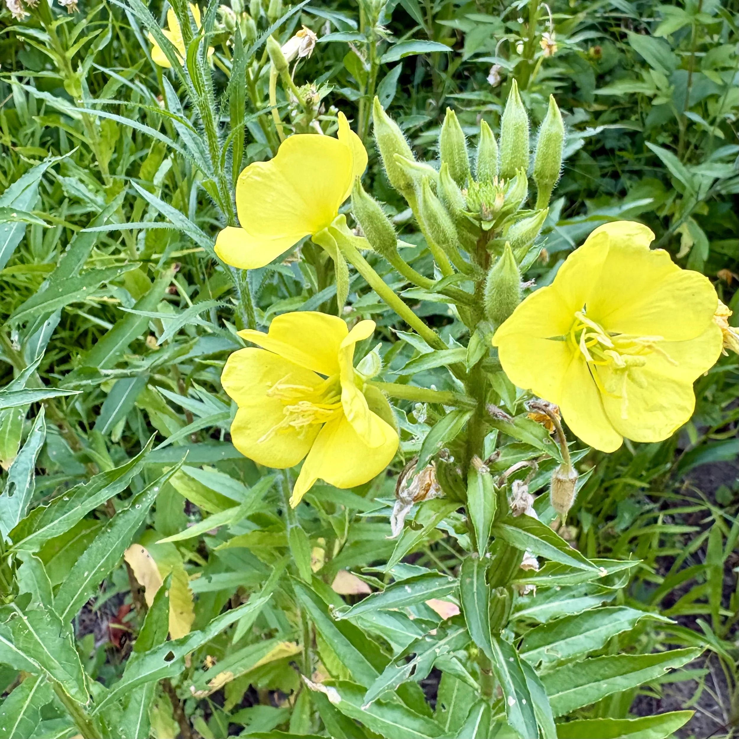 Common evening-primrose (Oenothera biennis), Elizabethtown, July 26, '26.  Photo by Doug Hillstrom.