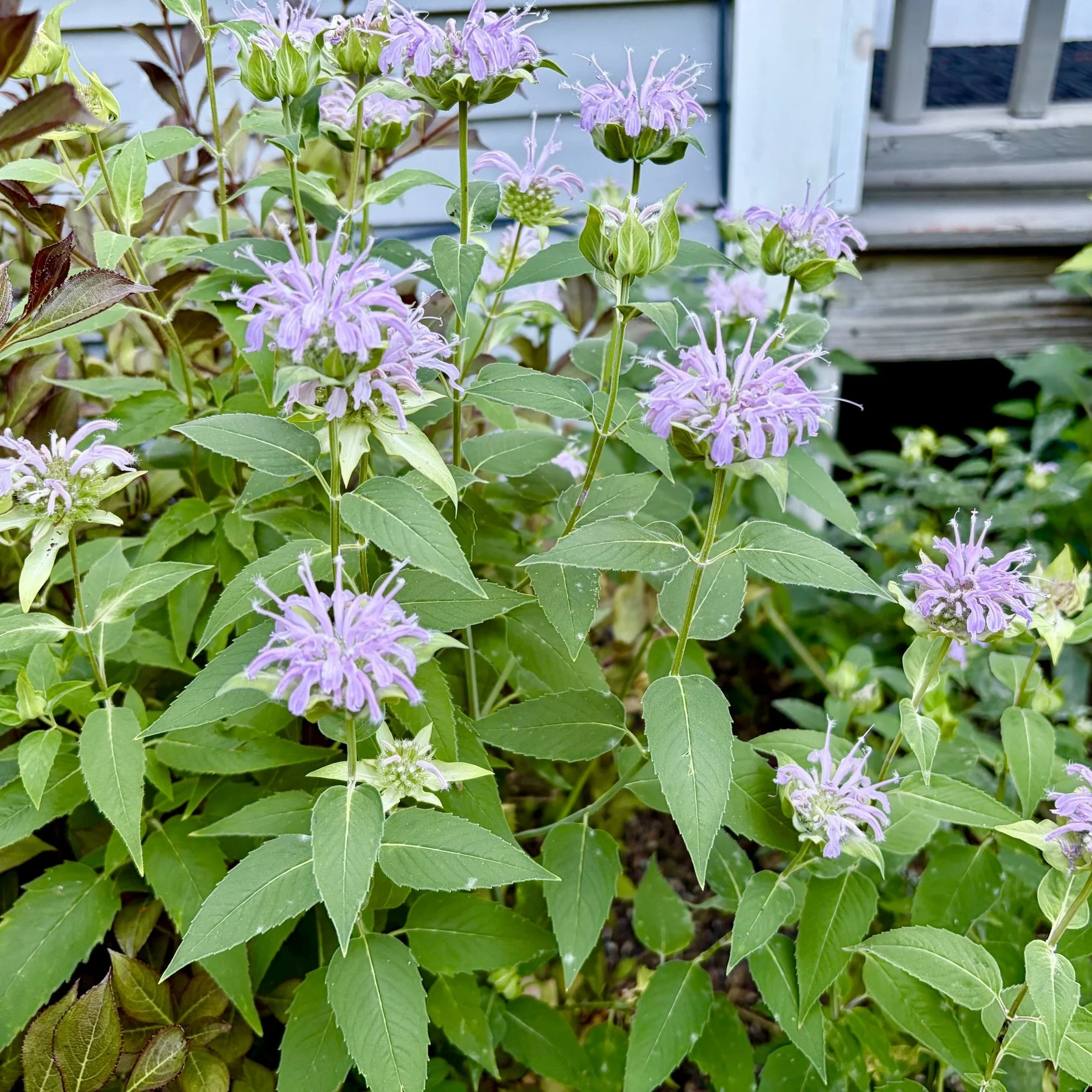 Wild bergamot (Monarda fistulosa), Budd homestead, Essex, July 25, '26.  Photo by Nancy Budd.