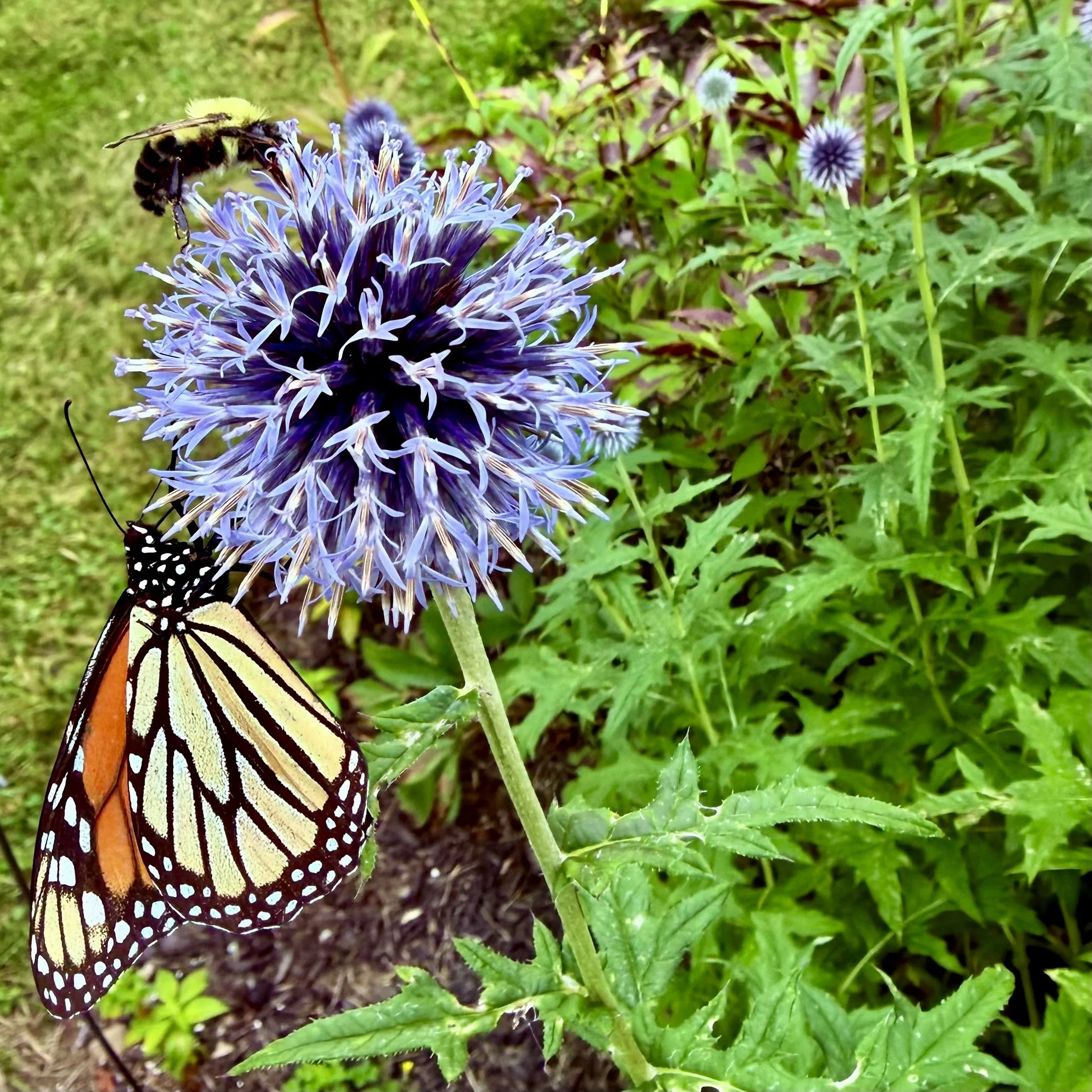 Blue globe-thistle (Echinops bannaticus) with monarch and bumble bee, Elizabethtown, Jennifer Lagor homestead, August 2, '26.  Photo by Jennifer Lagor.