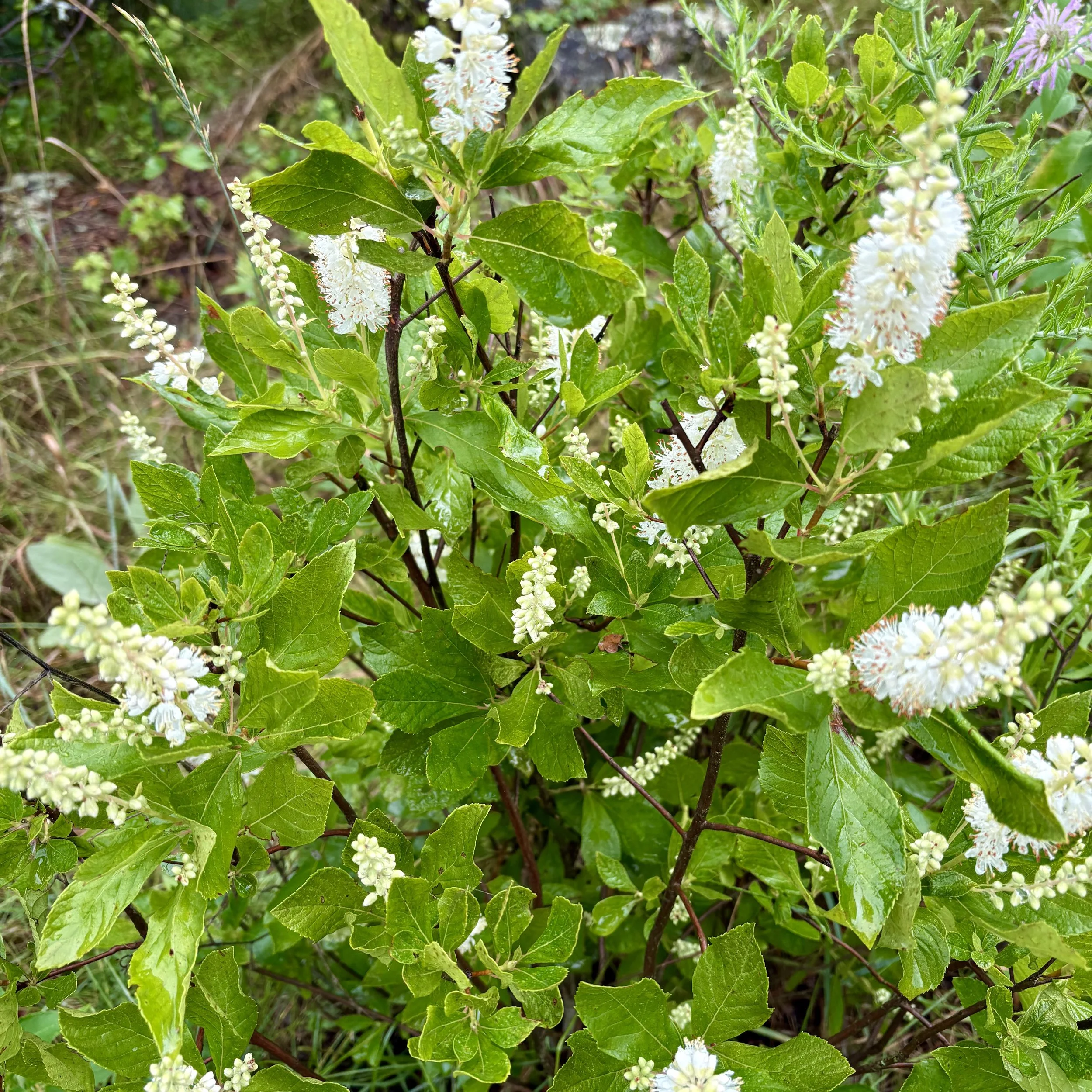 Summer sweet (Clethra ainifolia), Elizabethtown, July  3, '26.  Photo by Doug Hillstrom.