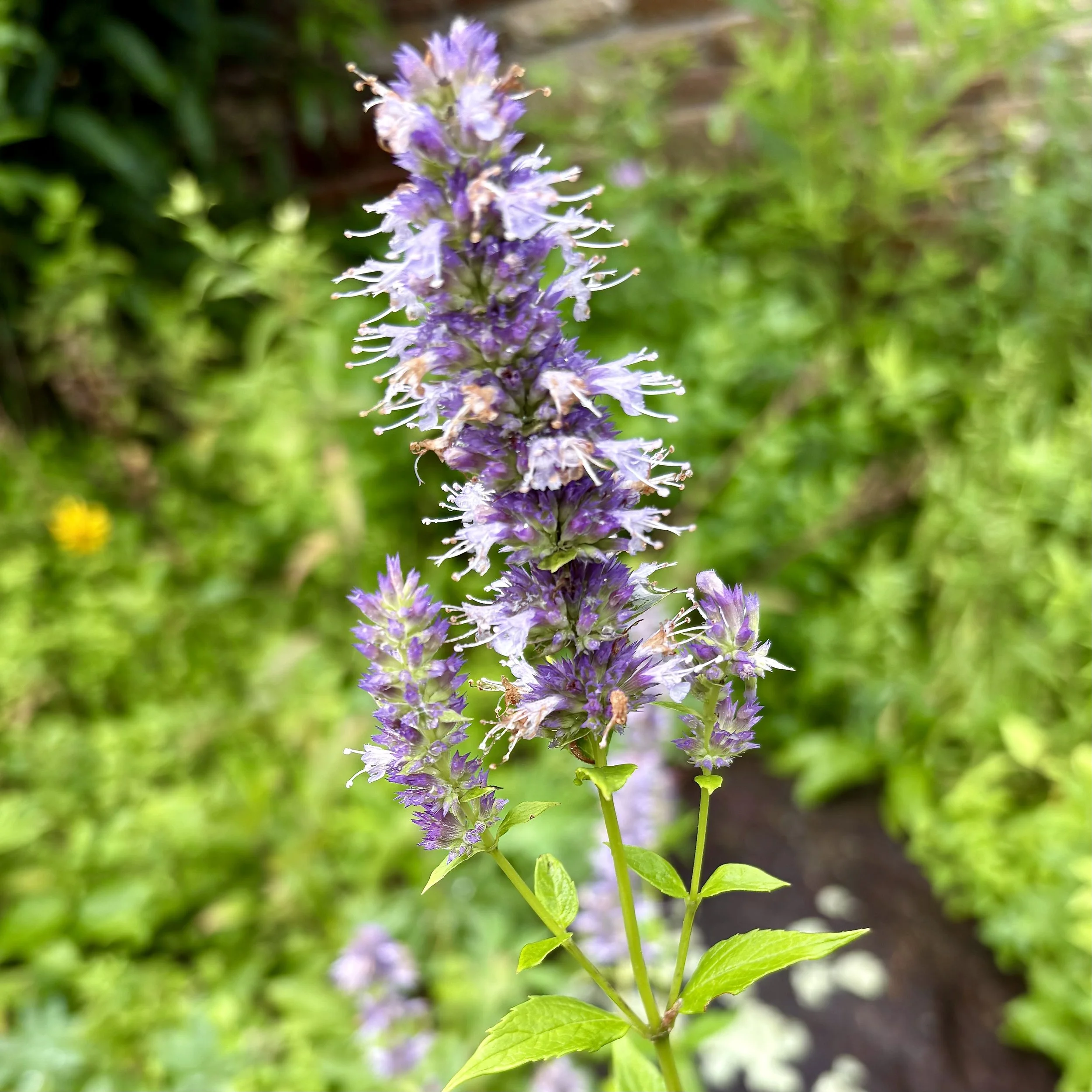 Anise hyssop (Agastache foeniculum), Elizabethtown, August 3, '26.  Photo by Doug Hillstrom.