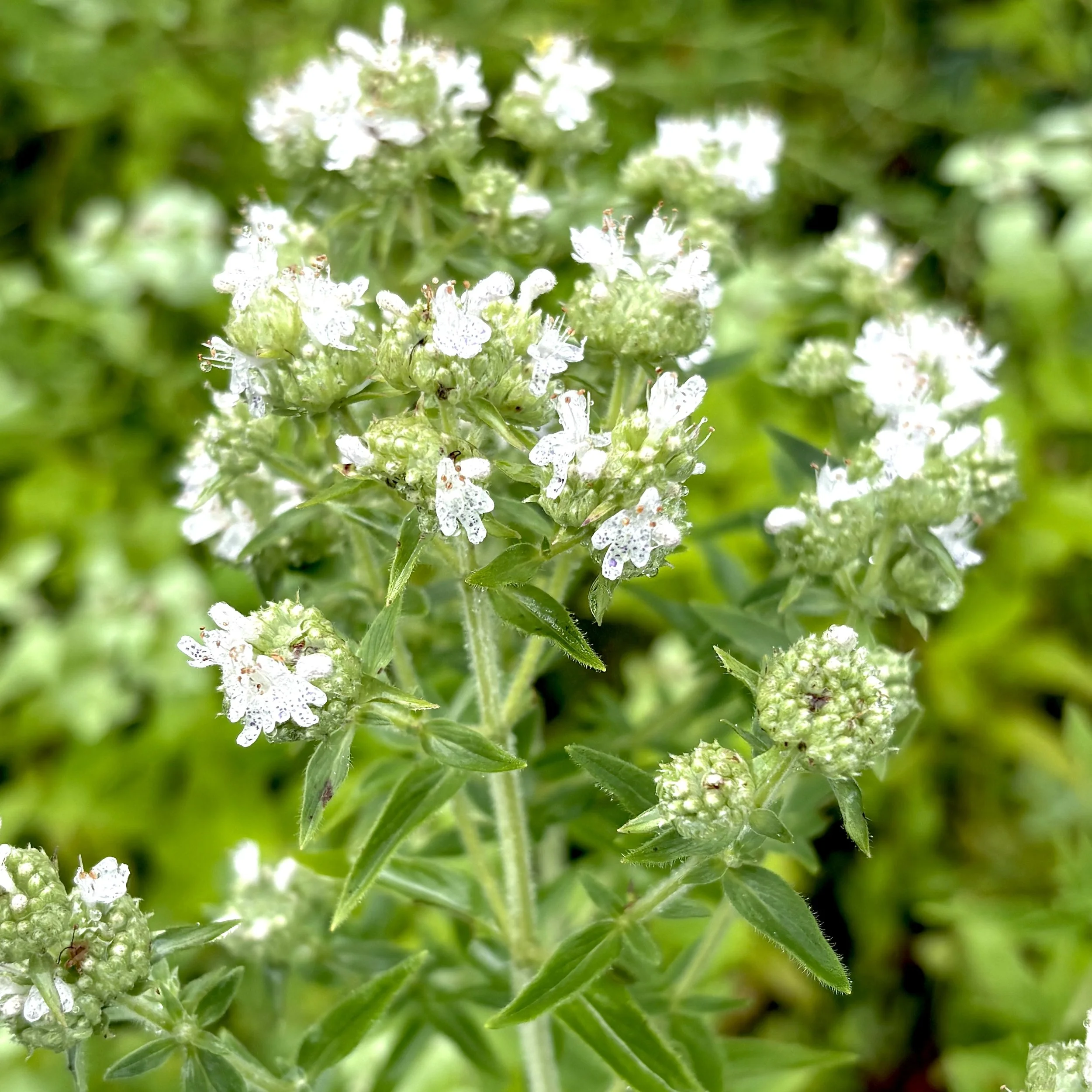 Hairy mountain mint (Pycnanthemum pilosum), Elizabethtown, August 3, '26.  Photo by Doug Hillstrom.