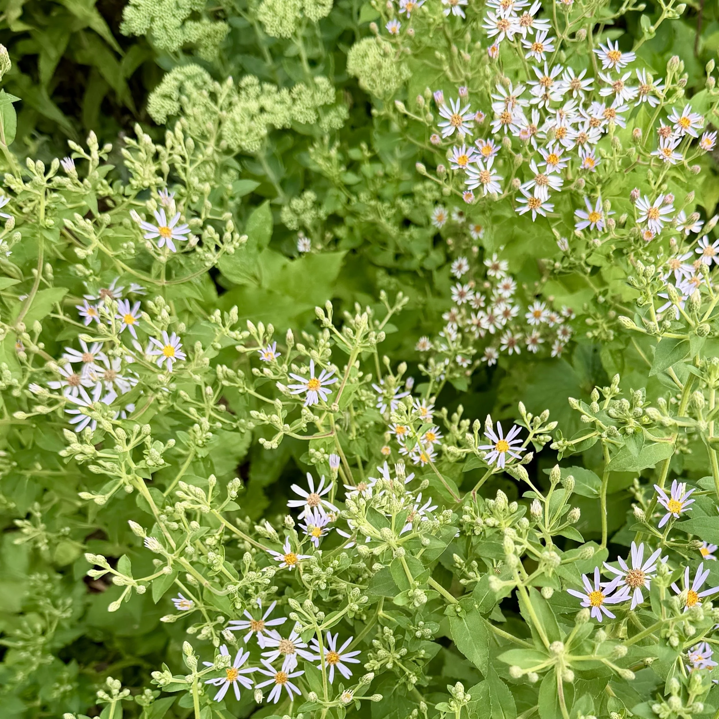 Big-leaved aster (Eurybia macrophylla), Westport, August 10, '26.  Photo by Lyn Flynn.