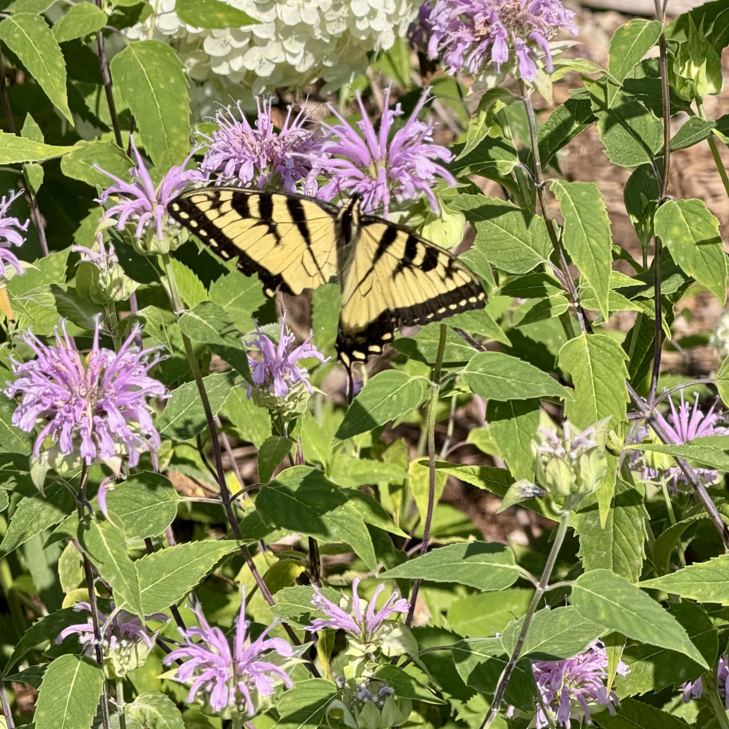 Wild bergamot (Monarda fistulosa) and Swallowtail, Westport, August 9, '26.  Photo by Lyn Flynn.