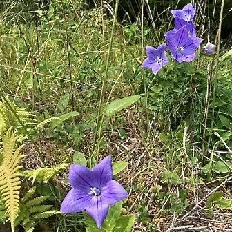Balloon flower (Platycodon grandiflorus), Lake Placid, July 10, '26.  Photo by Barbara Hail.
