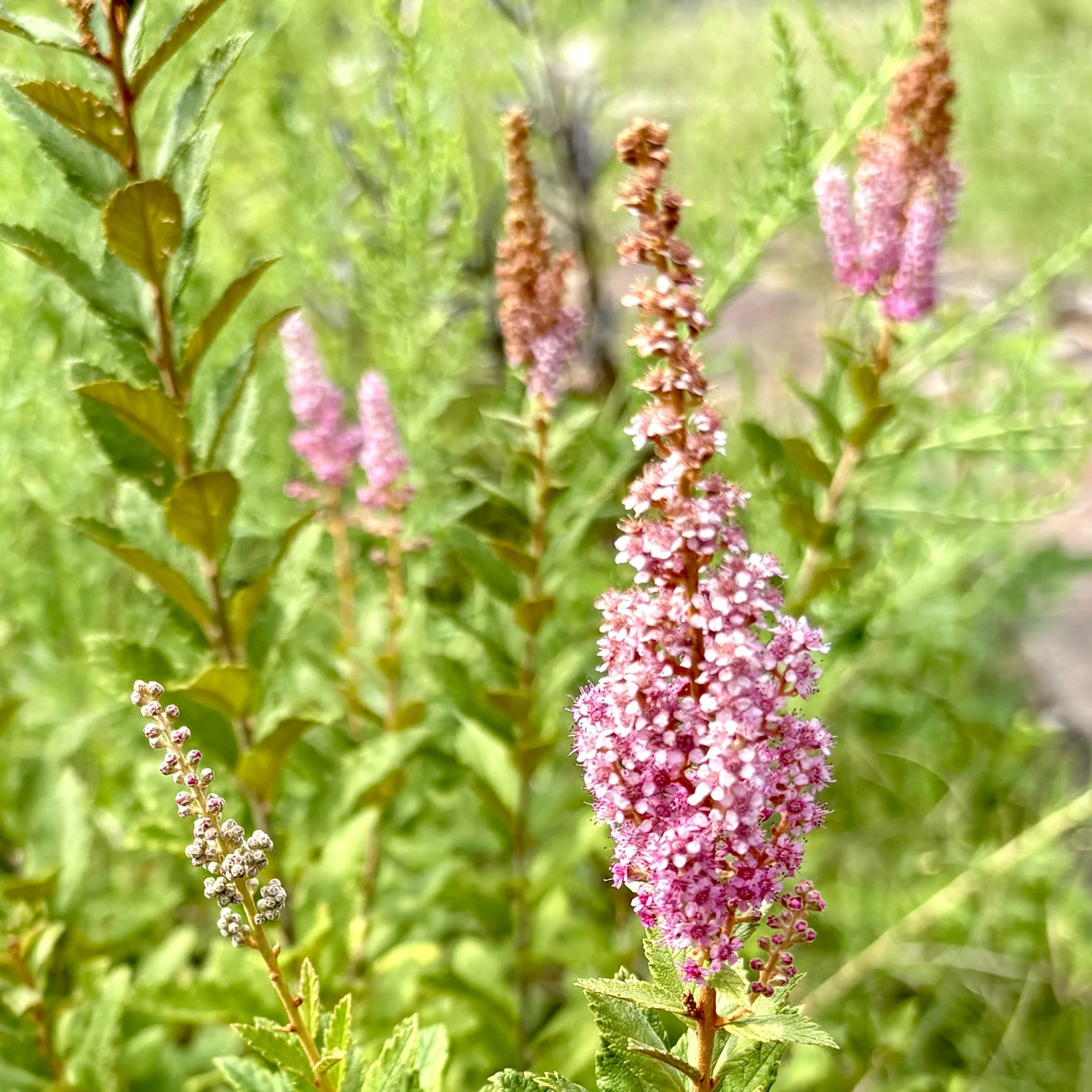 Steeplebush (Spiraea tomentosa), Elizabethtown, July 10, '26.  Photo by Doug Hillstrom.